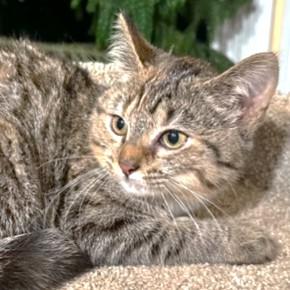 Enlarge MARVELOUS MADONNA!, a Adoptable mixed breed in Danbury, CT image 1/6