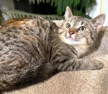 Enlarge MARVELOUS MADONNA!, a Adoptable mixed breed in Danbury, CT image 5/6