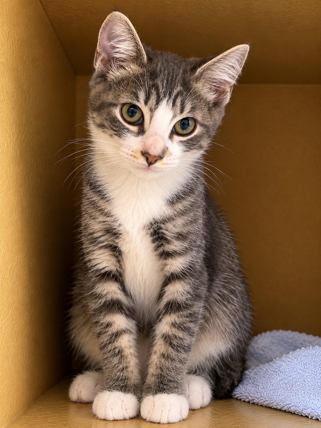 Enlarge Kevin, a Adopted Domestic Short Hair in BURNABY, BC image 1/1