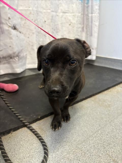 Enlarge A210608, a Adoptable mixed breed in Olivehurst, CA image 1/1
