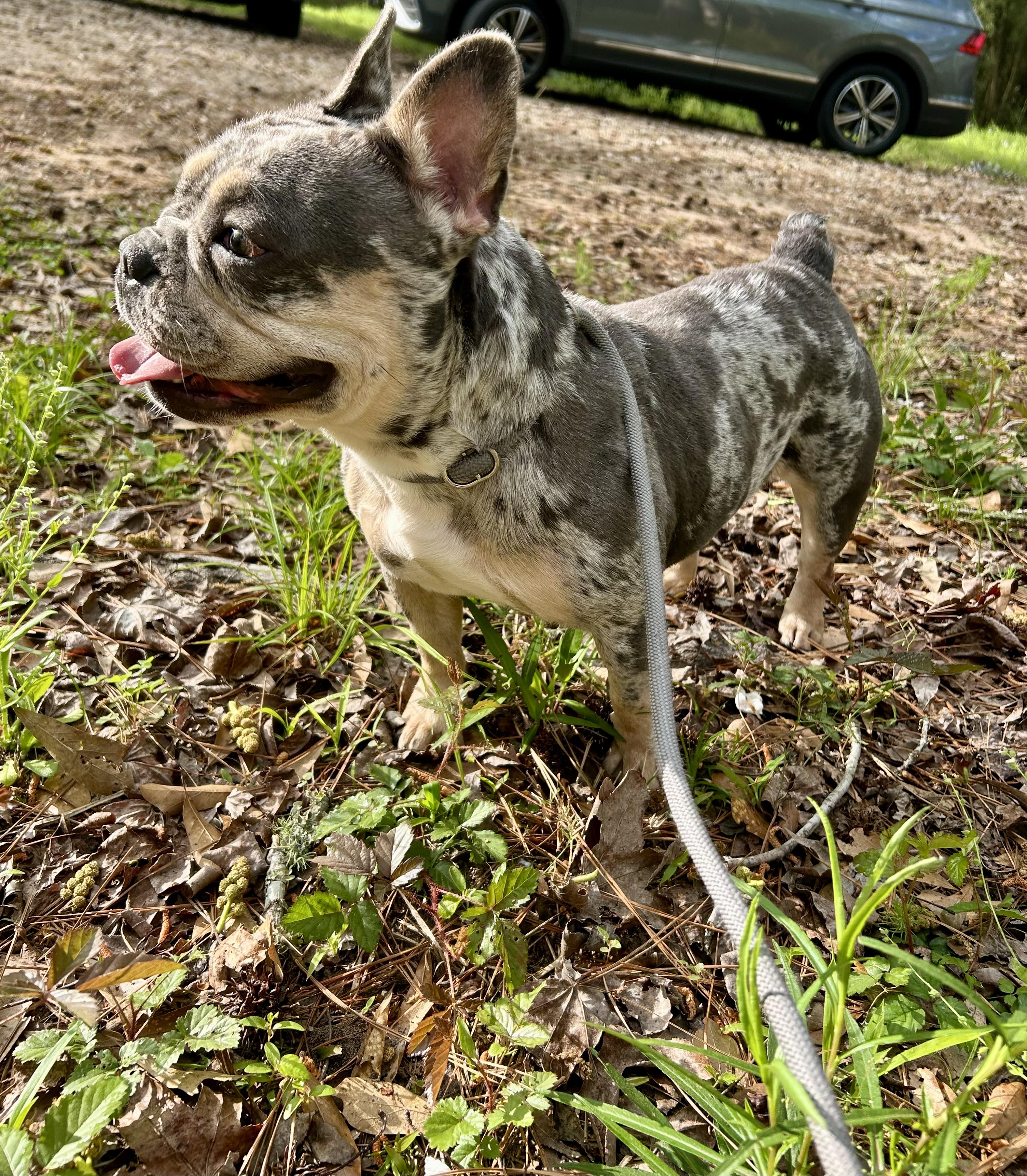 Enlarge Charlie , a ADOPTABLE French Bulldog in conroe, TX image 4/5