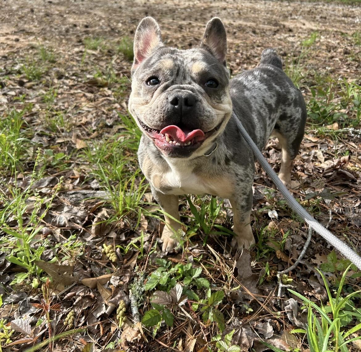 Enlarge Charlie , a ADOPTABLE French Bulldog in conroe, TX image 2/5