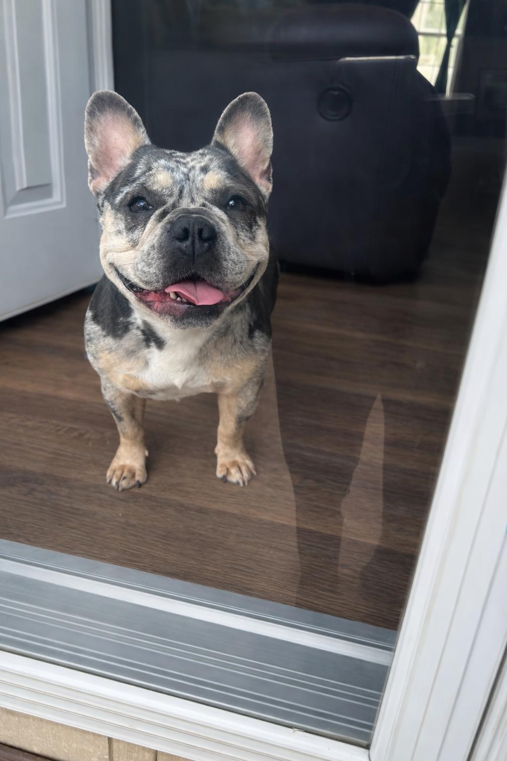 Enlarge Charlie , a ADOPTABLE French Bulldog in conroe, TX image 3/5