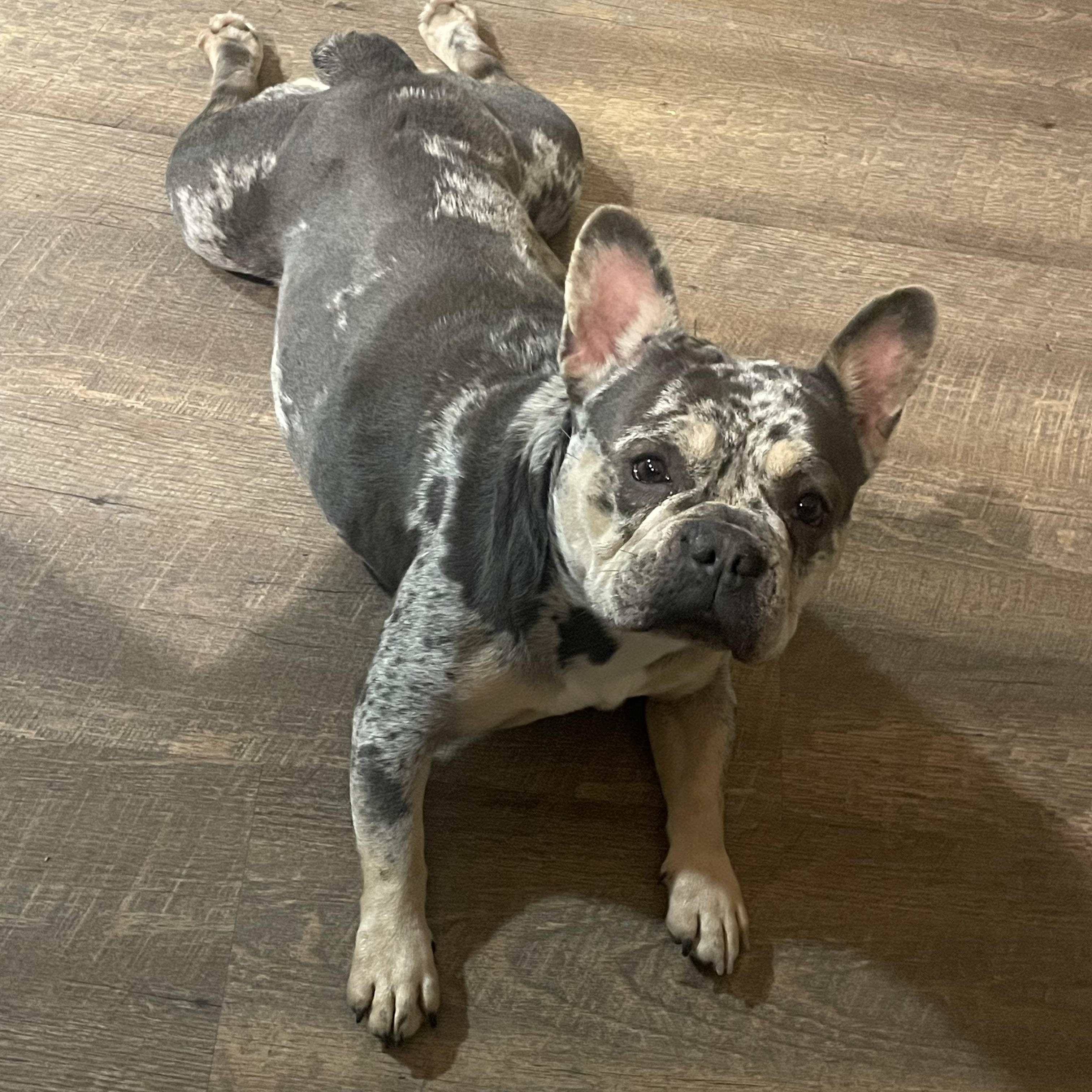 Enlarge Charlie , a ADOPTABLE French Bulldog in conroe, TX image 1/5