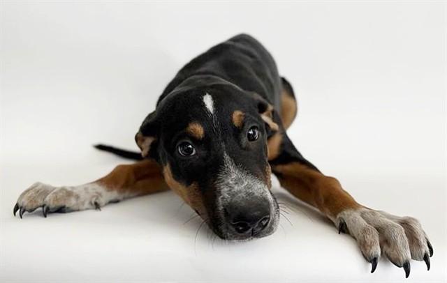 Enlarge MILES DAVIS, a Adoptable mixed breed in Saint Louis, MO image 1/1