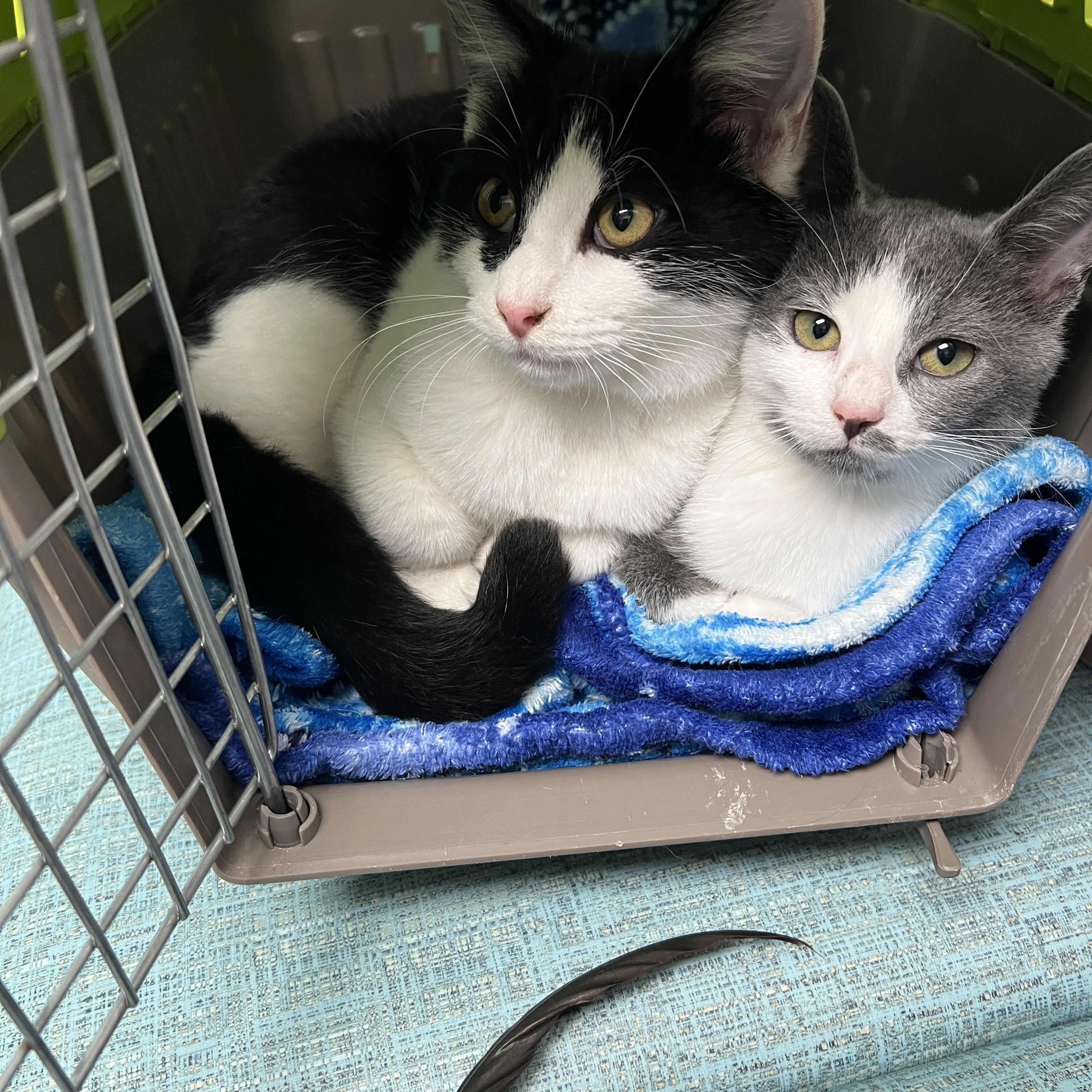 Dice&dixie thumbnail 3