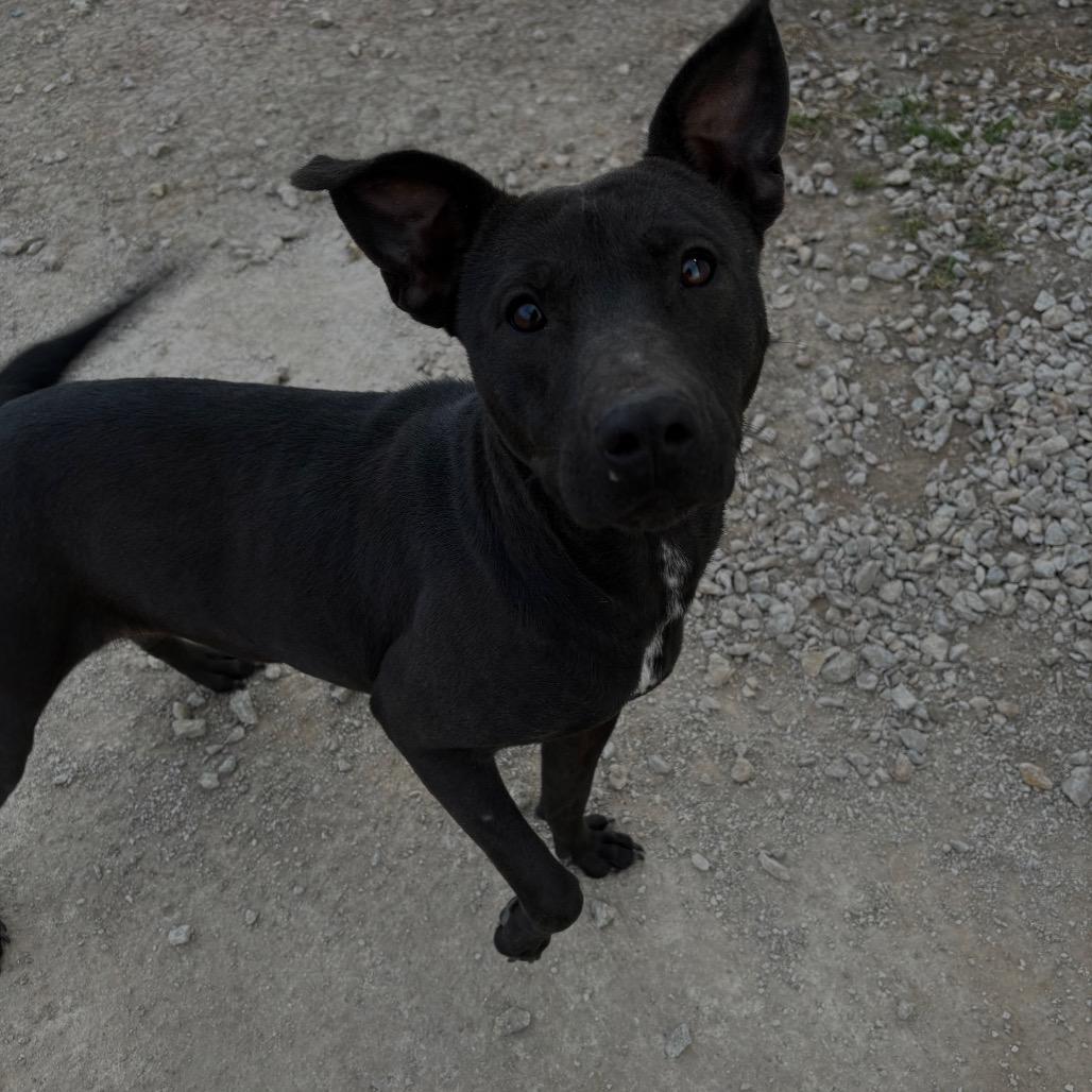 Dolce, Adoptable, Young Female Mixed Breed.