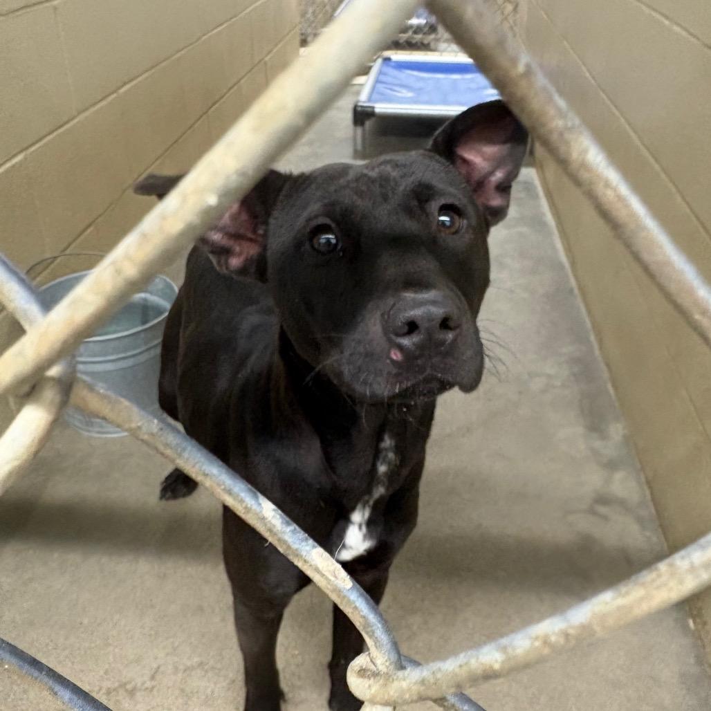 Enlarge Dolce, a Adoptable Mixed Breed in Independence, KS image 2/2