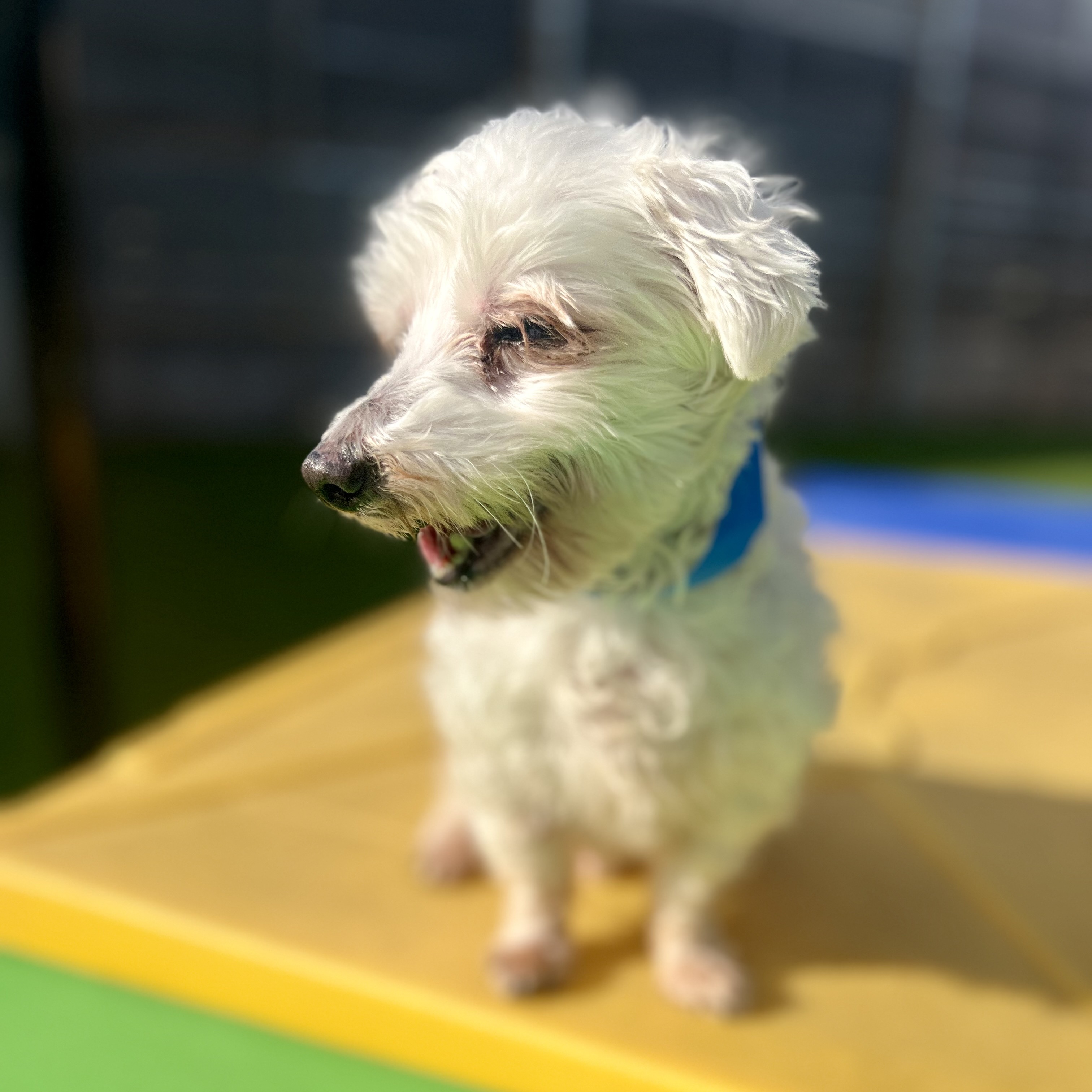 Dog for adoption Buster, a Maltese in Houston, TX Petfinder
