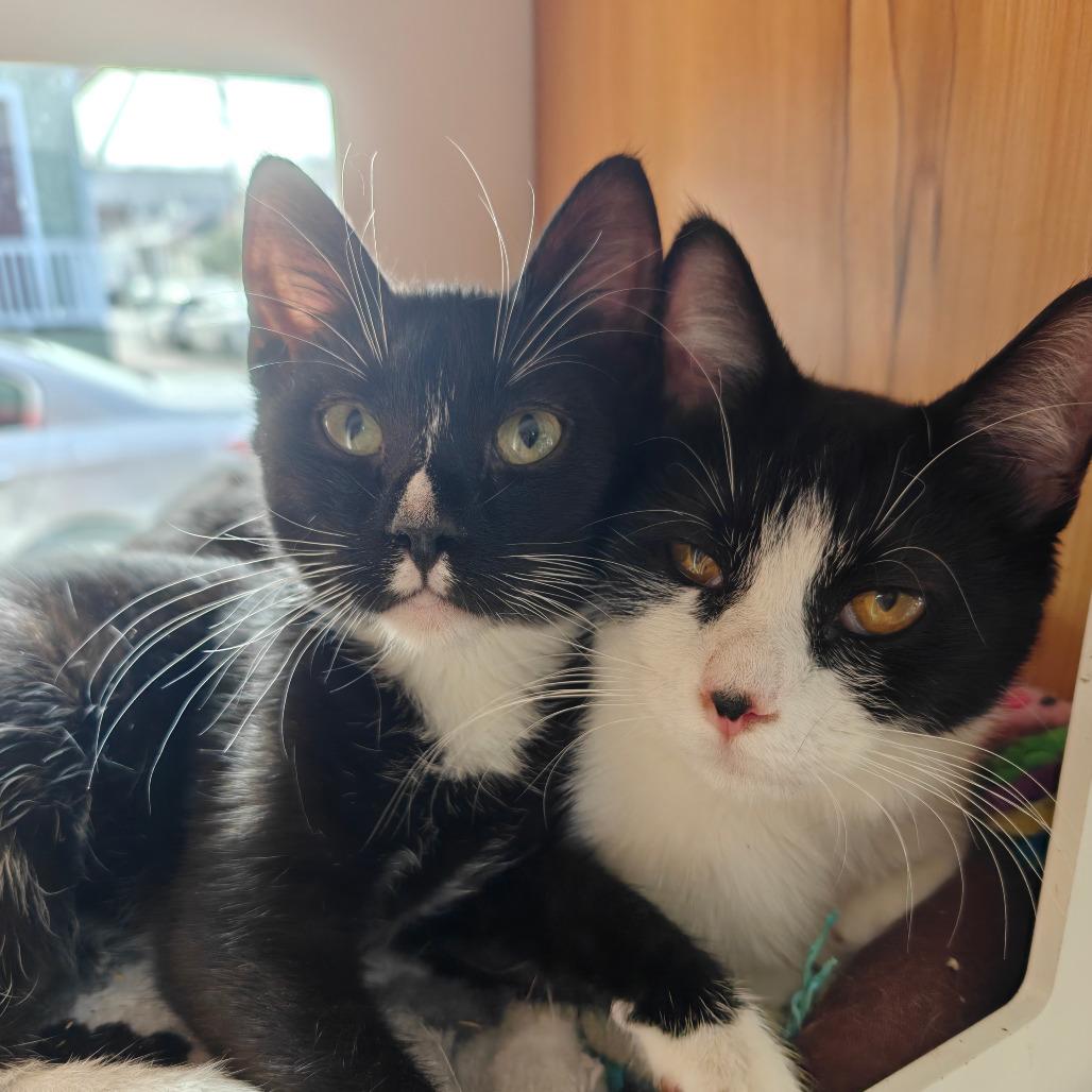 Freddie, Adoptable, Young Female Domestic Short Hair.