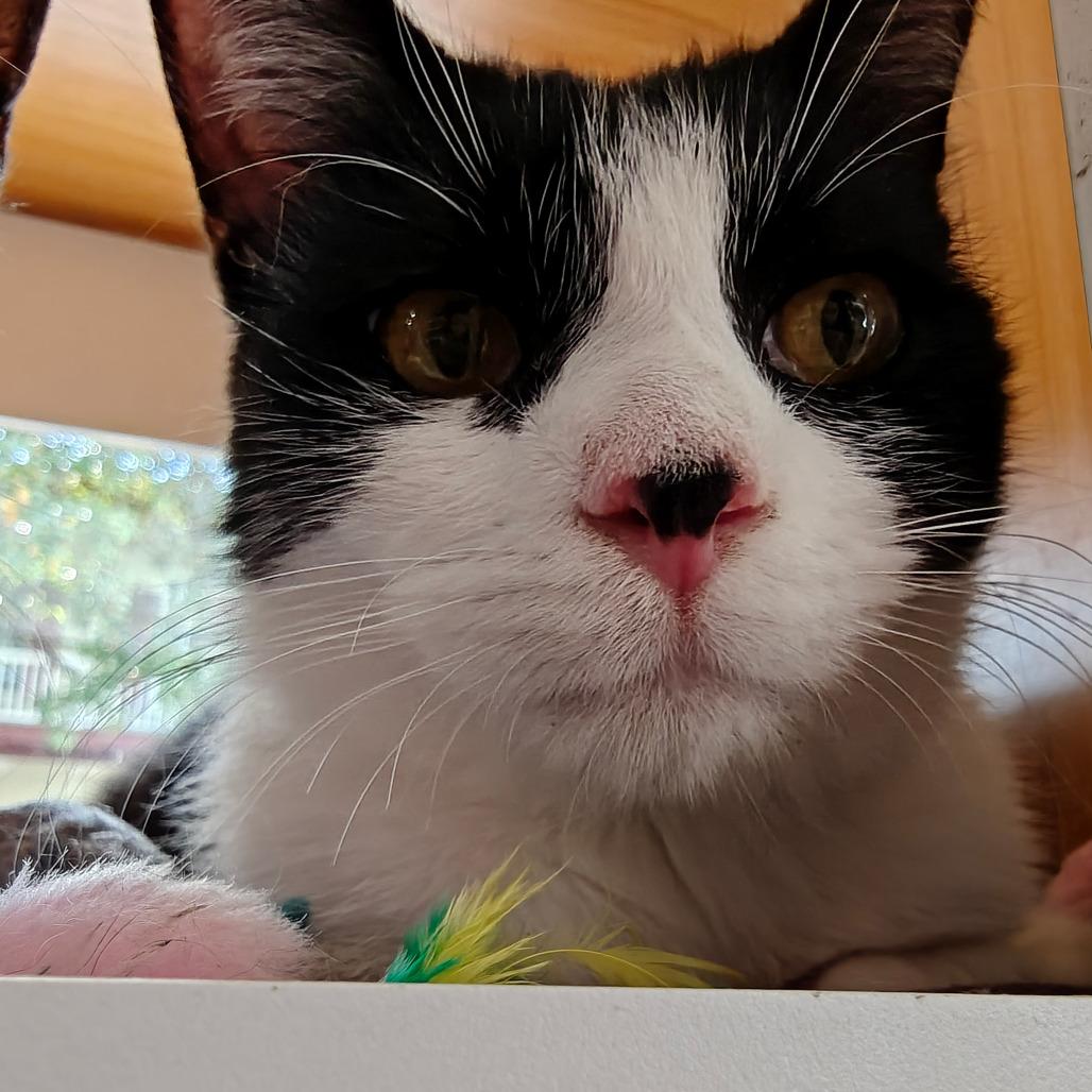 Enlarge Freddie, a Adoptable Domestic Short Hair in New Orleans, LA image 2/4