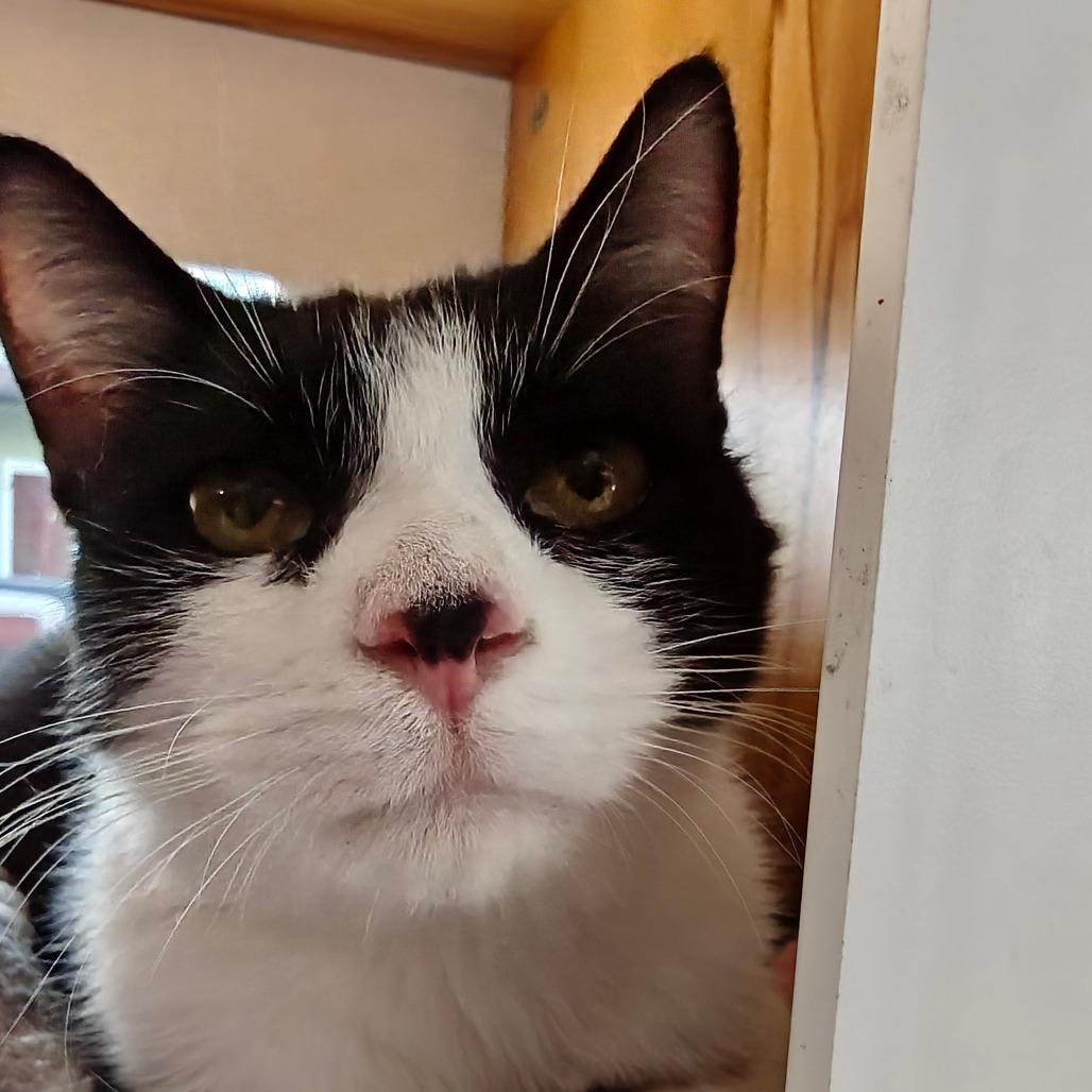 Enlarge Freddie, a Adoptable Domestic Short Hair in New Orleans, LA image 3/4