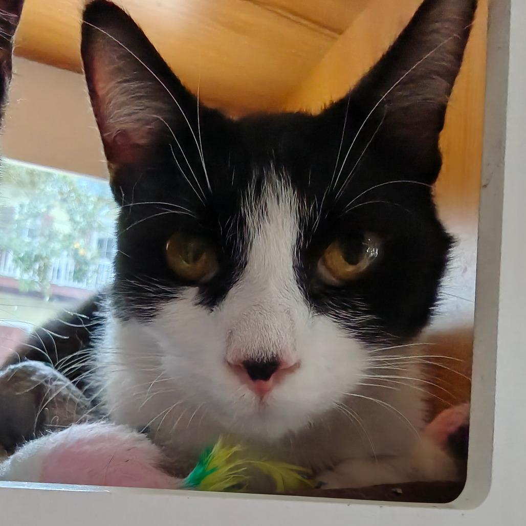 Enlarge Freddie, a Adoptable Domestic Short Hair in New Orleans, LA image 4/4
