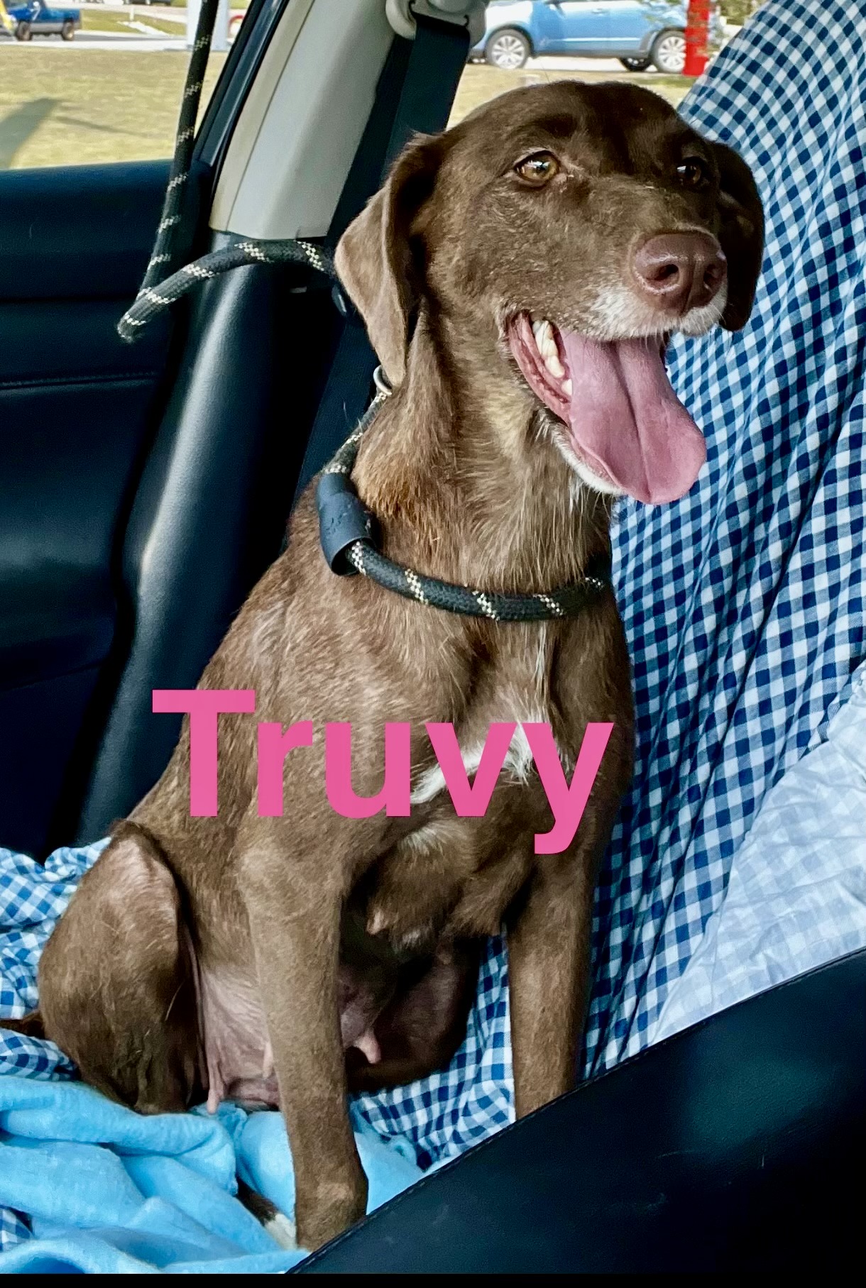 Enlarge Truvy, a Adoptable mixed breed in Hartwell, GA image 1/1
