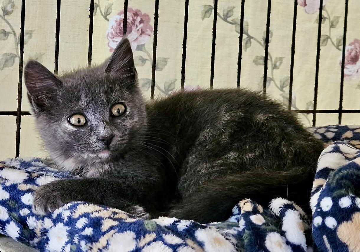 Enlarge Enlly, an adopted Dilute Tortoiseshell in Myrtle Beach, SC image 2/4
