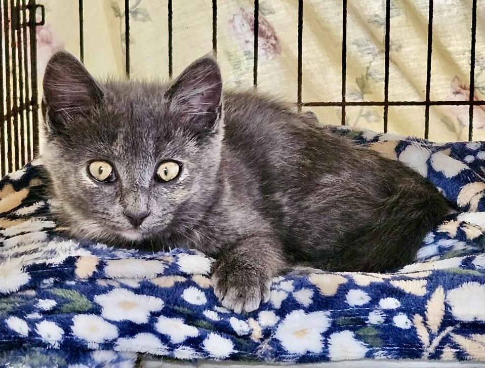 Enlarge Enlly, an adopted Dilute Tortoiseshell in Myrtle Beach, SC image 1/4