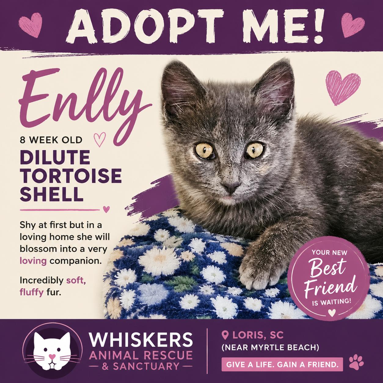 Enlarge Enlly, an adopted Dilute Tortoiseshell in Myrtle Beach, SC image 4/4