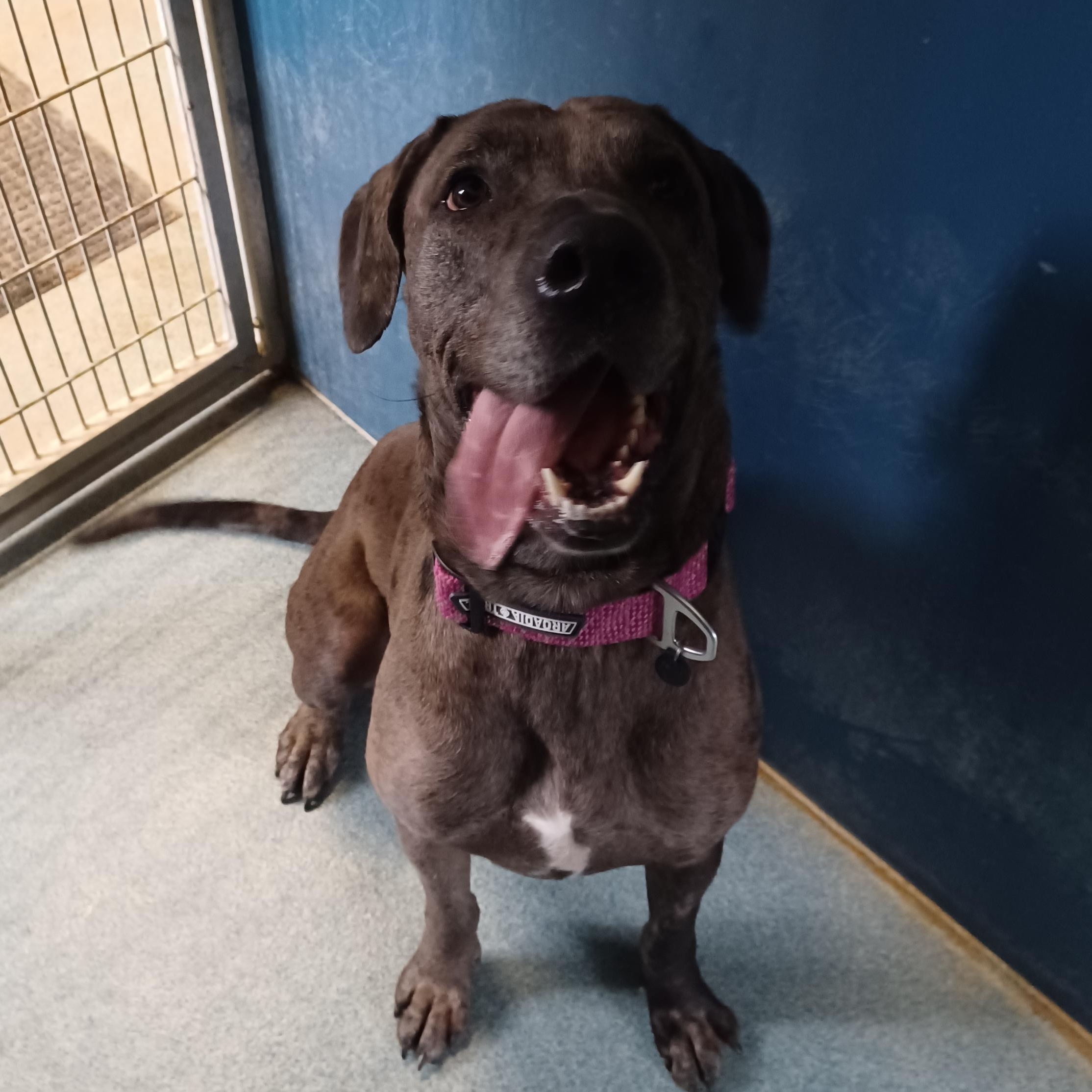Noel, Young Female Great Dane