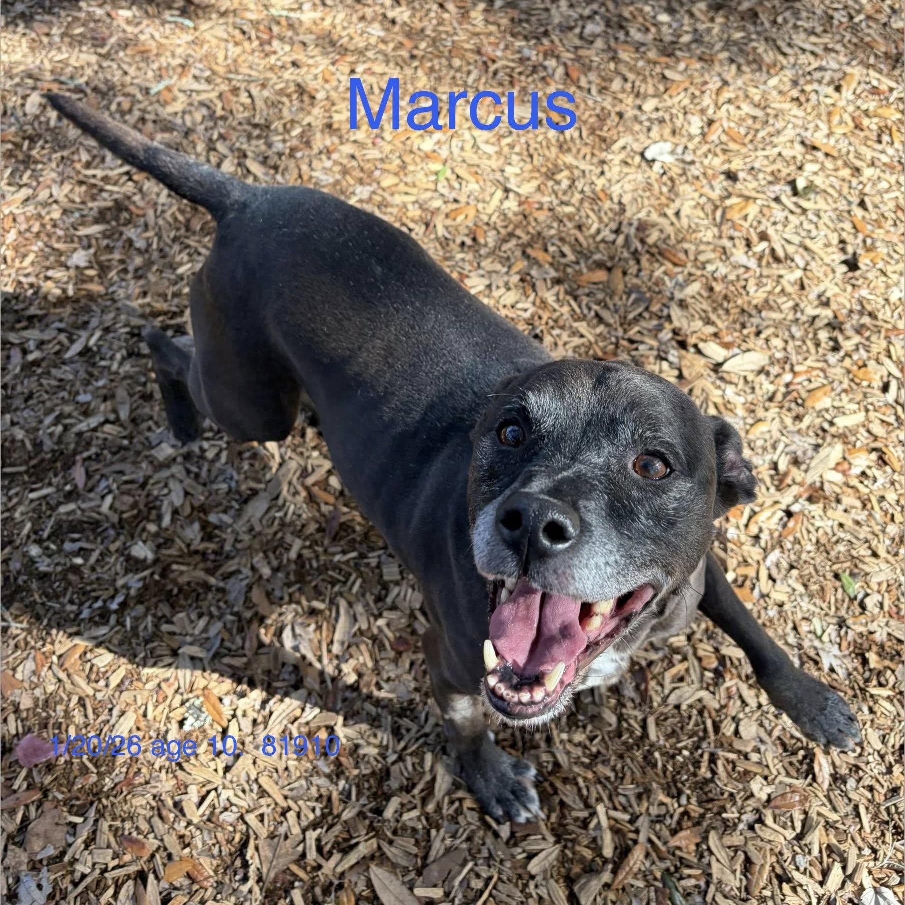 Marcus, ADOPTABLE, Senior Male Mixed Breed.