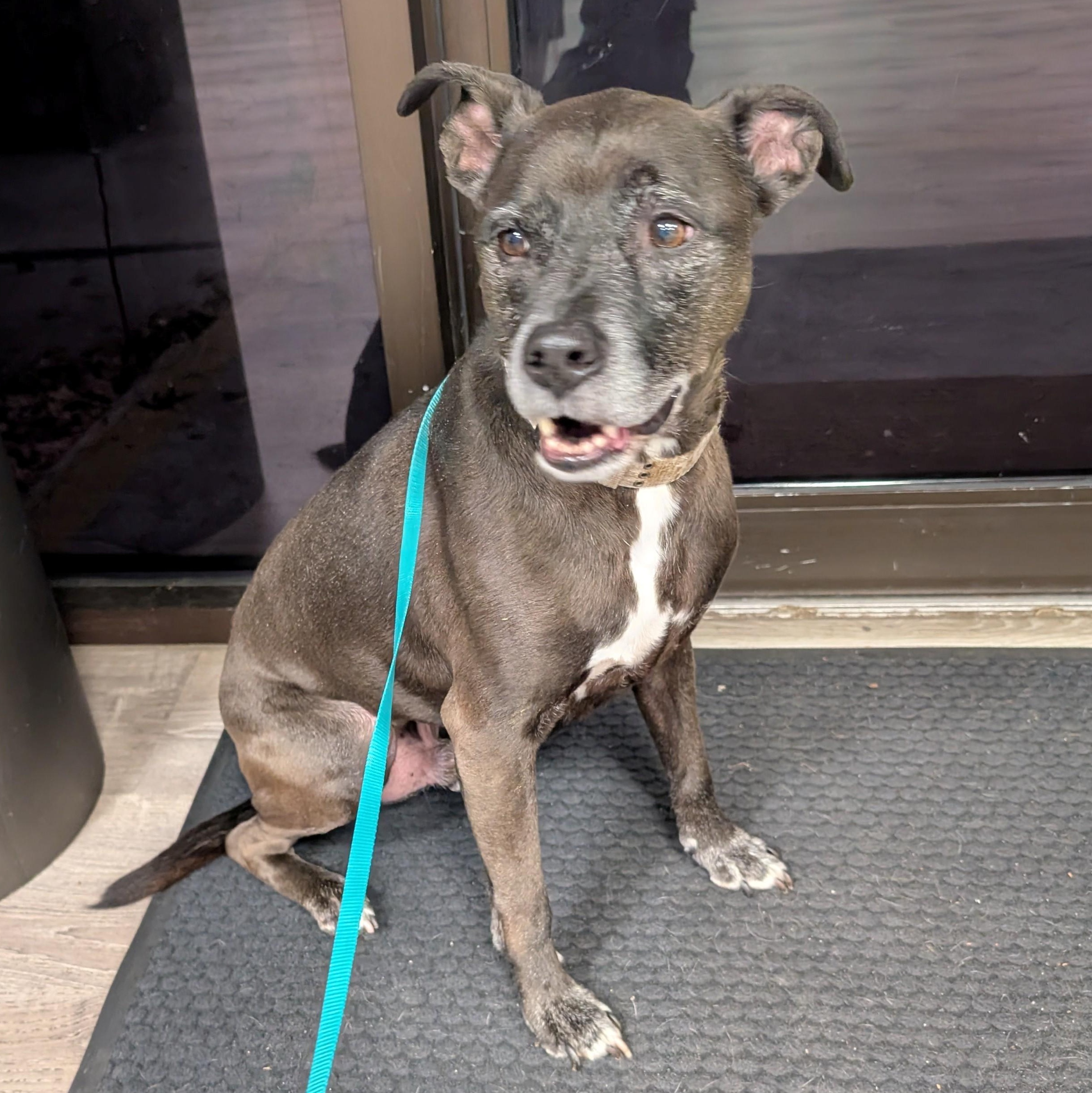 Enlarge Marcus, a ADOPTABLE Mixed Breed in St. Augustine, FL image 2/3