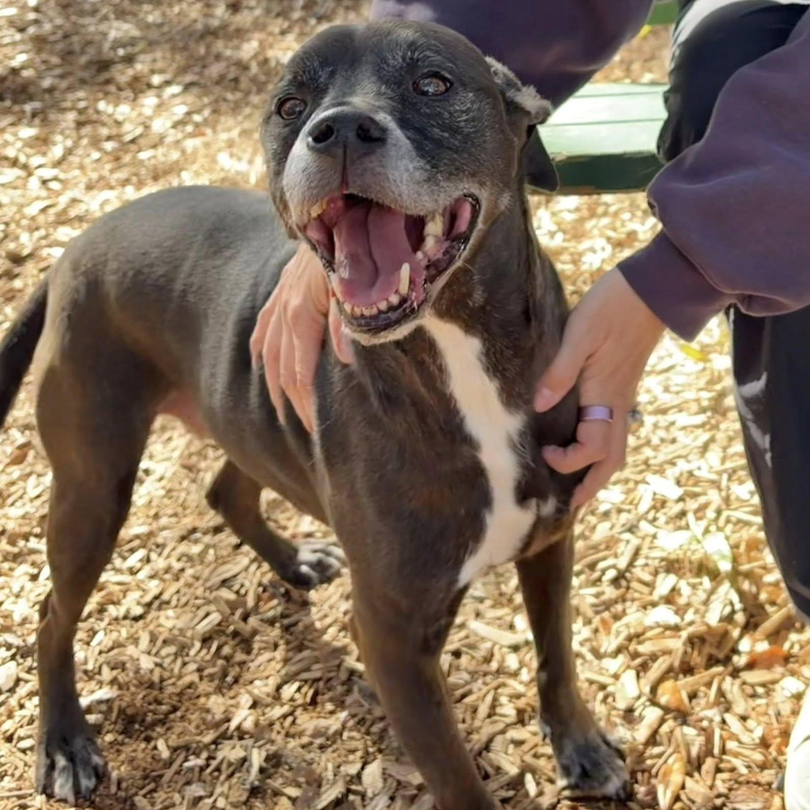 Enlarge Marcus, a ADOPTABLE Mixed Breed in St. Augustine, FL image 3/3