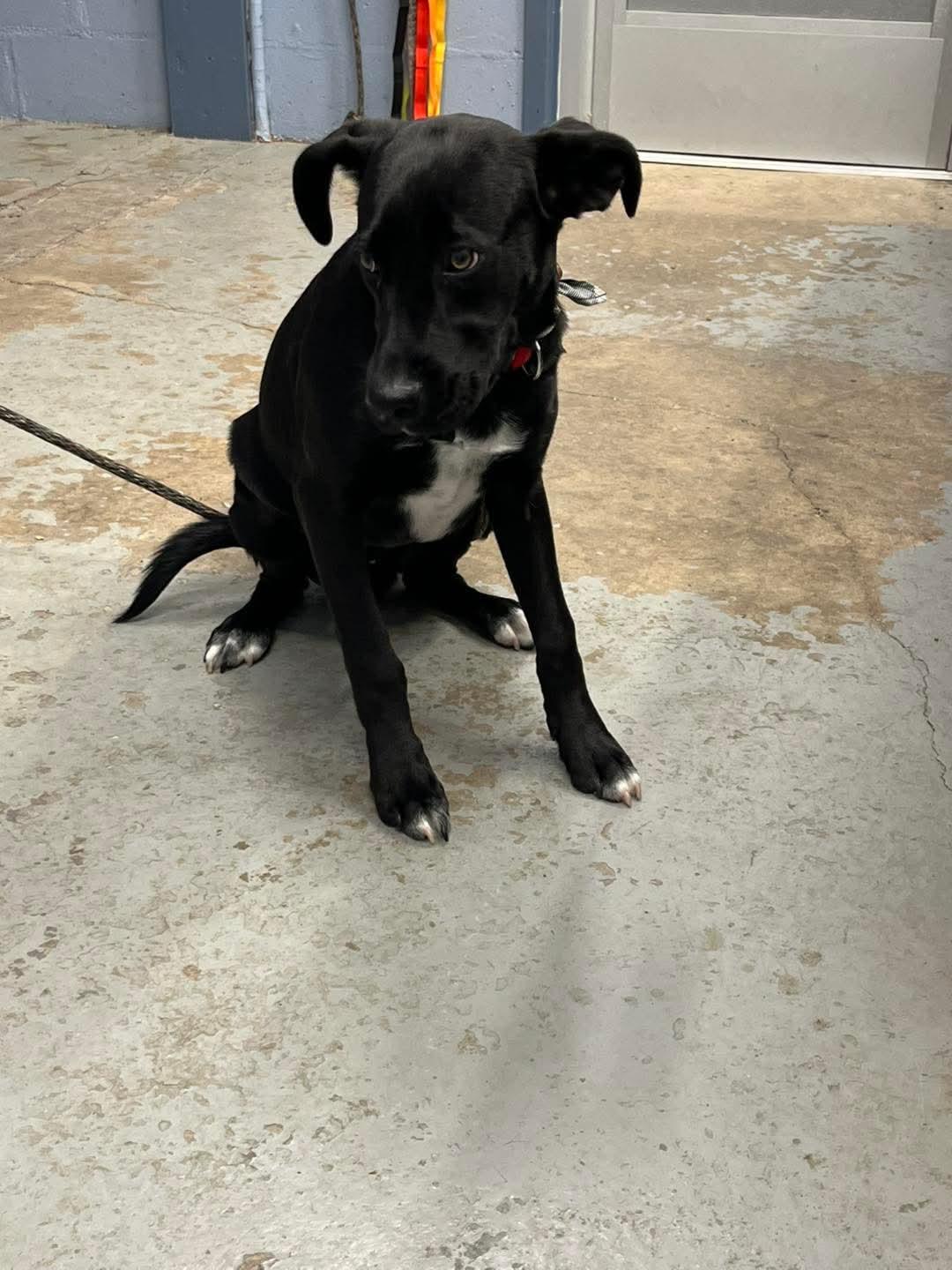 Stray Hold, adopted, Young Male Black Labrador Retriever.