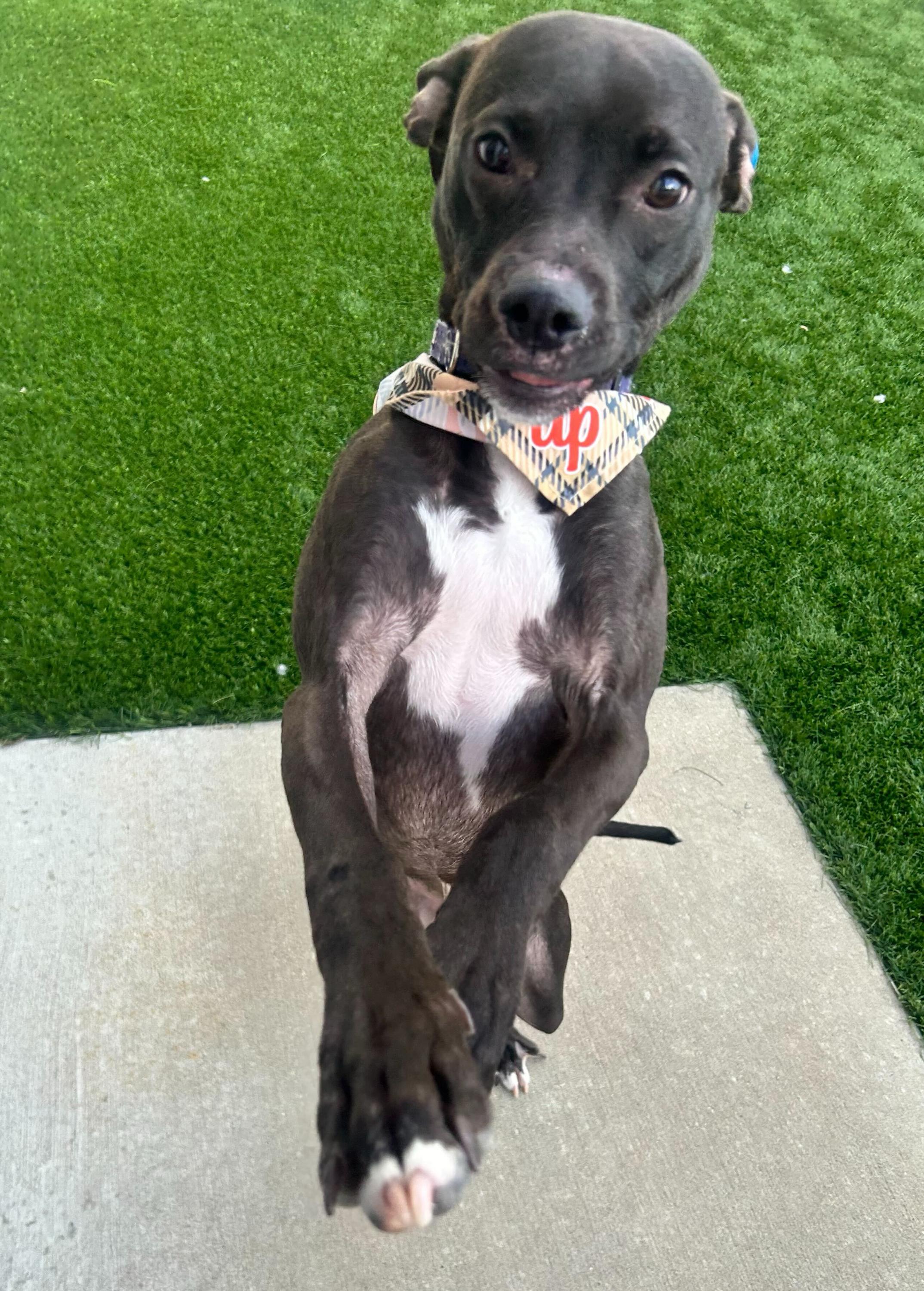Banana, an adoptable Whippet, Pit Bull Terrier in O'Fallon, MO, 63368 | Photo Image 1