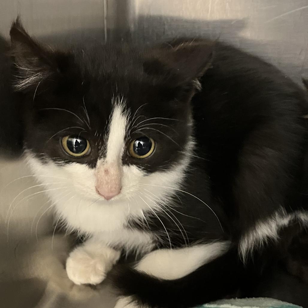 Lilypad, Adoptable, Kitten Female Domestic Short Hair.