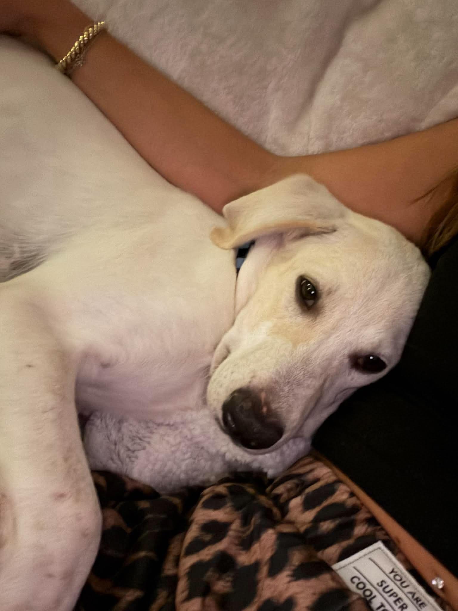 Finch, Adoptable, Puppy Male English Coonhound.
