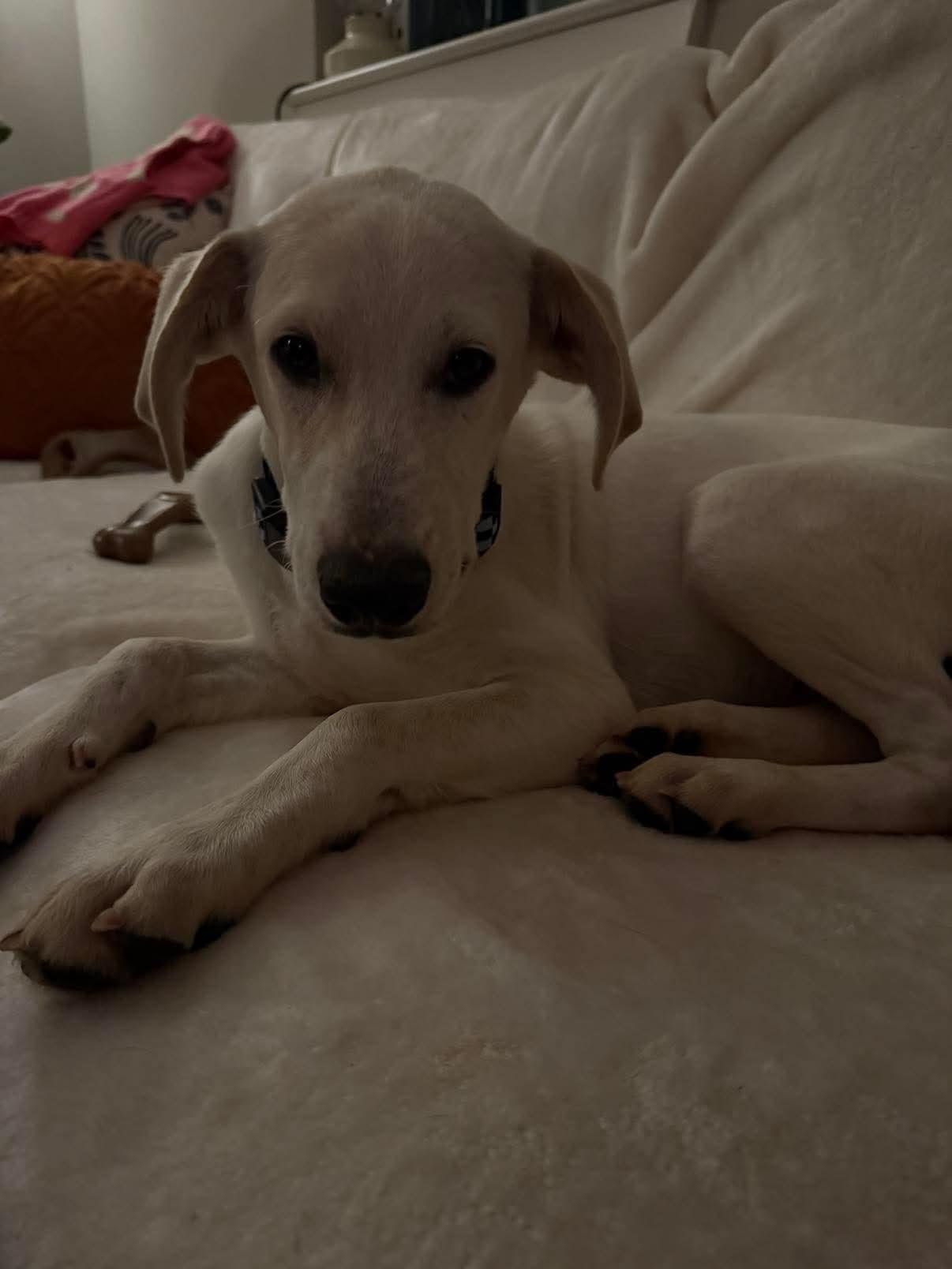 Enlarge Finch, a Adoptable mixed breed in Wando, SC image 2/5