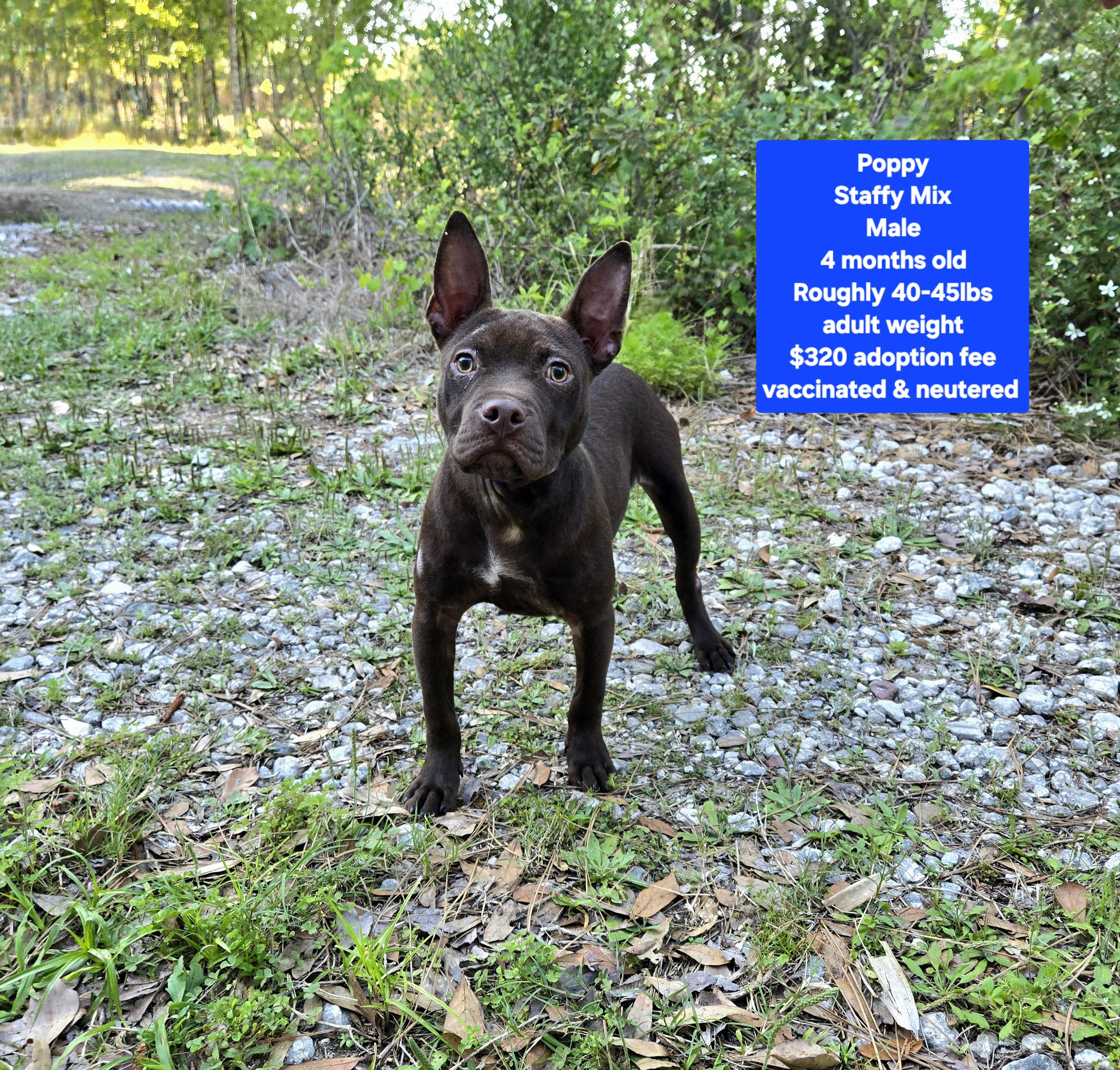 Poppy, ADOPTABLE, Puppy Male Staffordshire Bull Terrier.