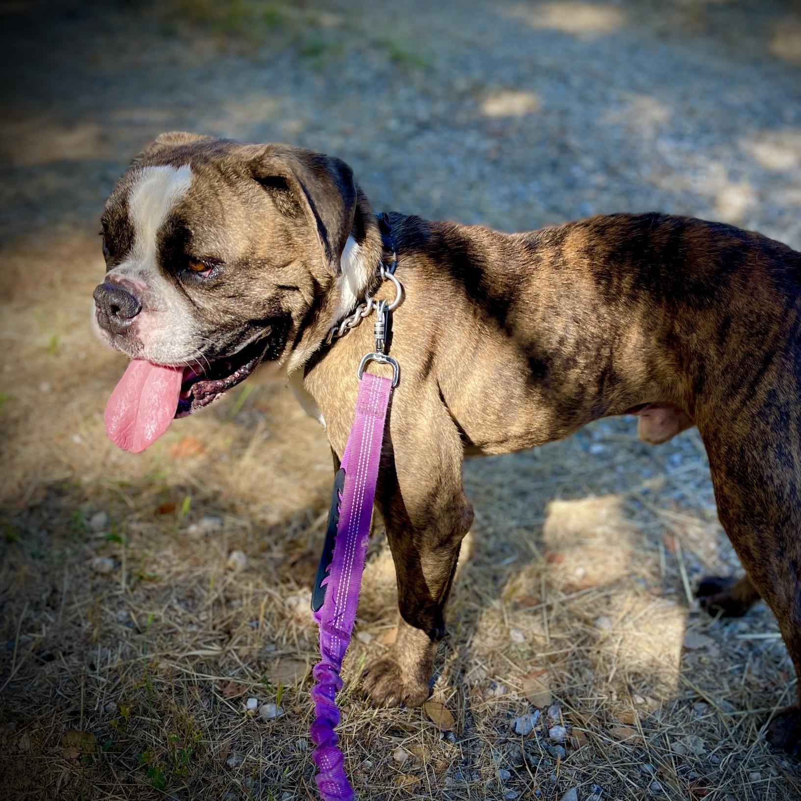 Enlarge Guido, a ADOPTABLE mixed breed in San Andreas, CA image 2/6