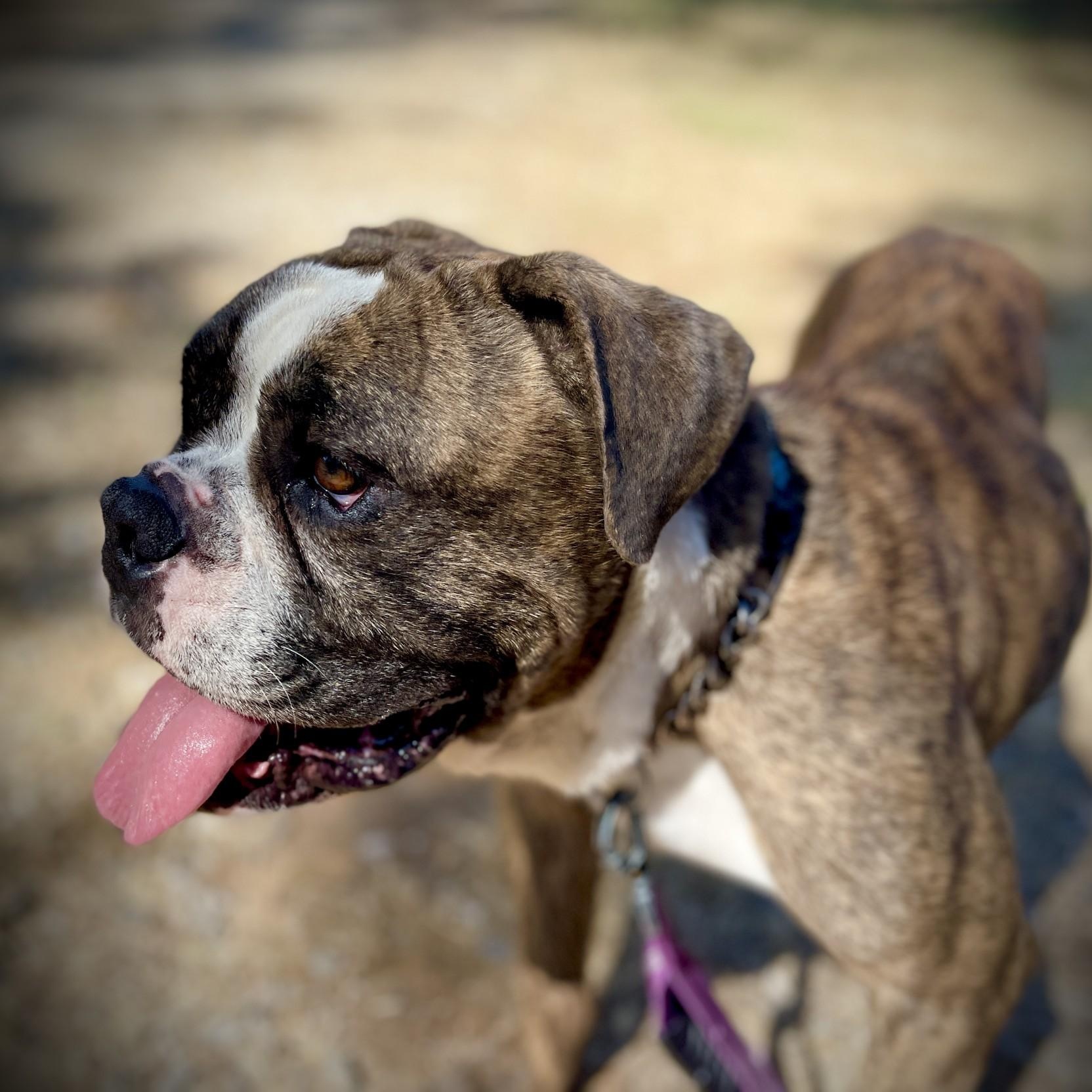 Enlarge Guido, a ADOPTABLE mixed breed in San Andreas, CA image 3/6