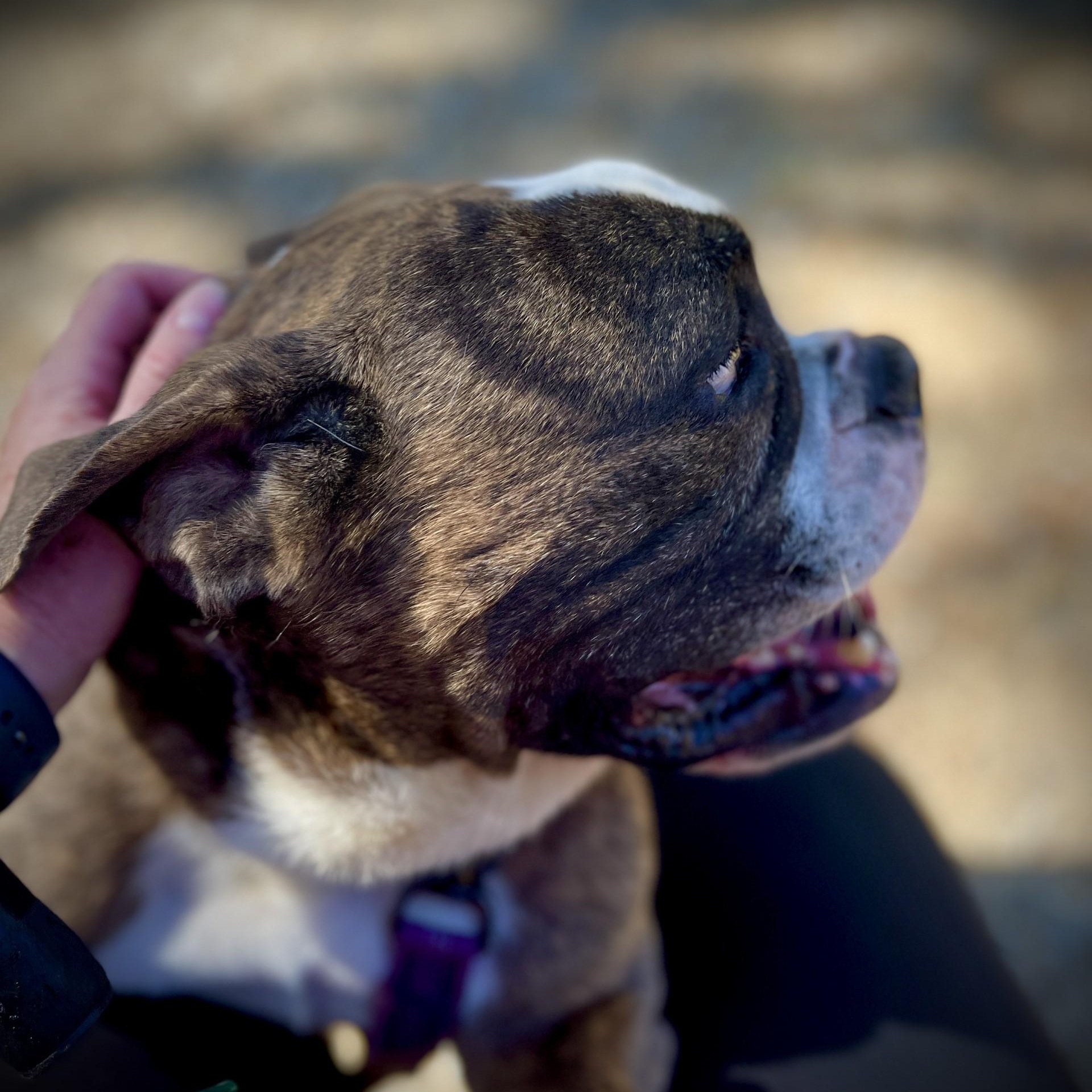 Enlarge Guido, a ADOPTABLE mixed breed in San Andreas, CA image 6/6