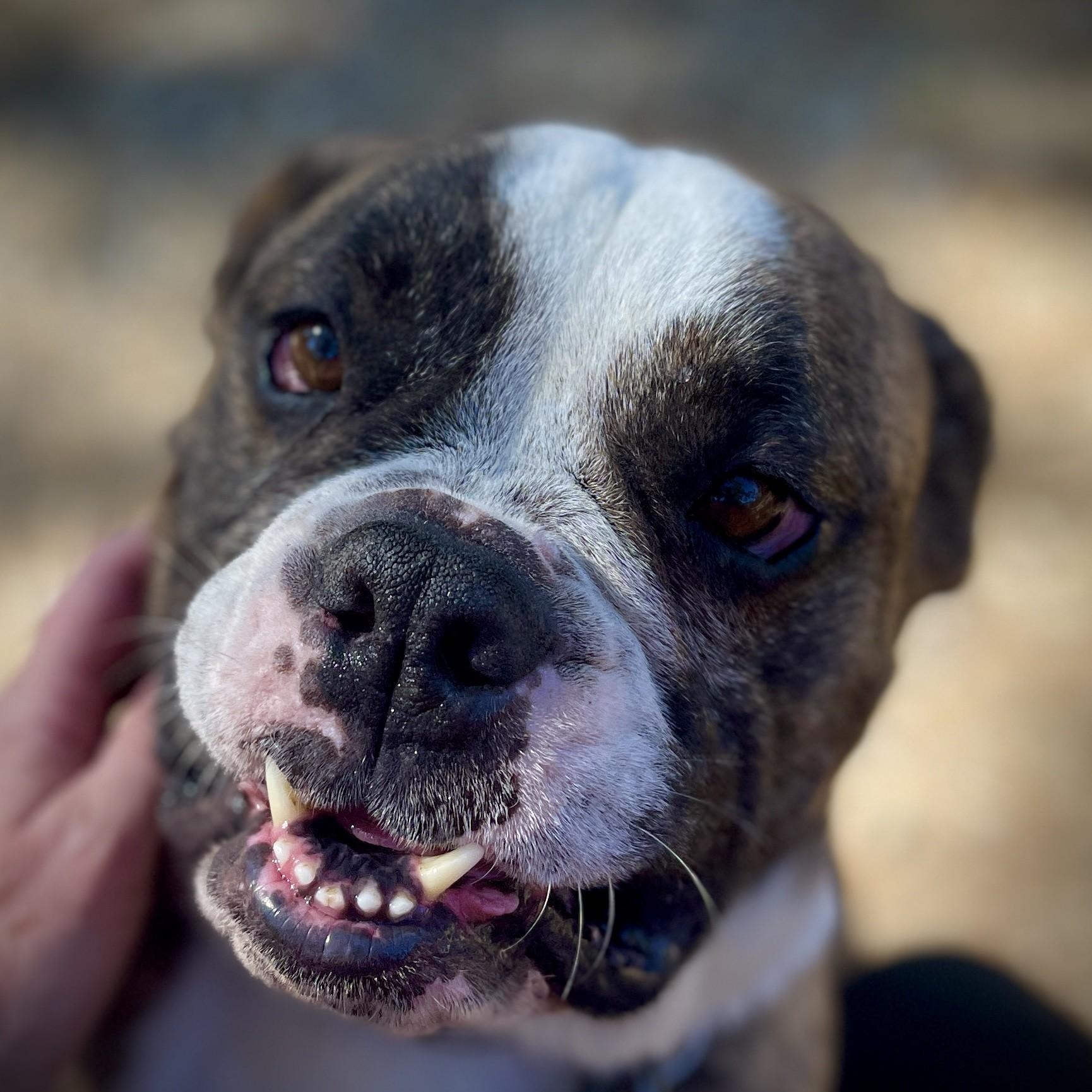 Enlarge Guido, a ADOPTABLE mixed breed in San Andreas, CA image 4/6