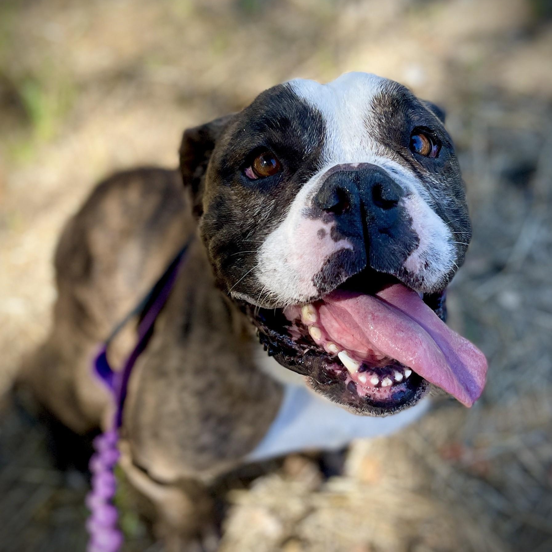 Enlarge Guido, a ADOPTABLE mixed breed in San Andreas, CA image 1/6