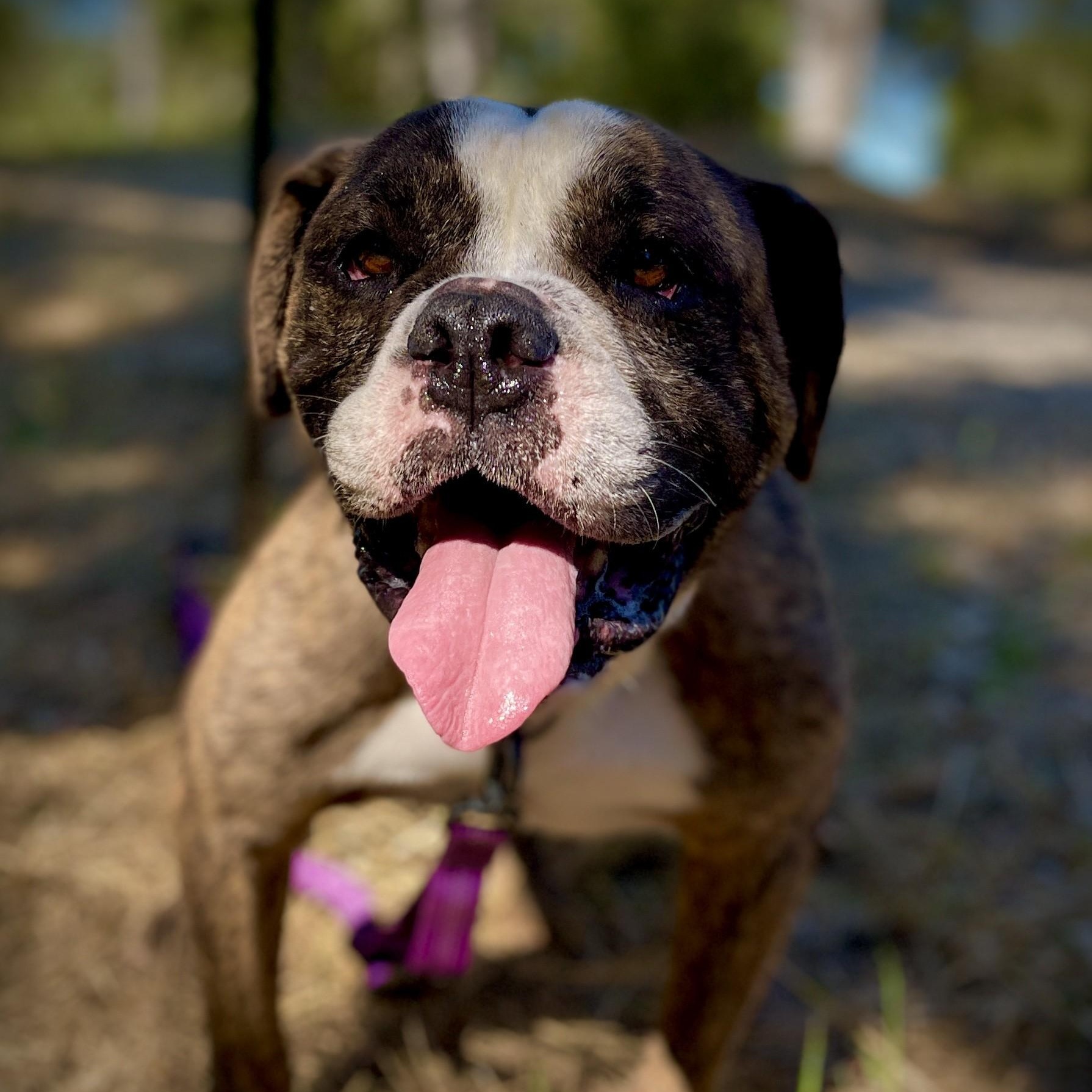 Enlarge Guido, a ADOPTABLE mixed breed in San Andreas, CA image 5/6