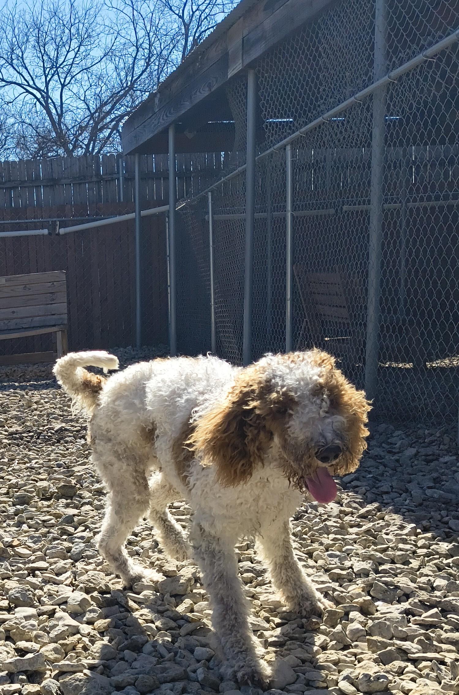 Enlarge Blast, an adopted Standard Poodle in Plano, TX image 3/5