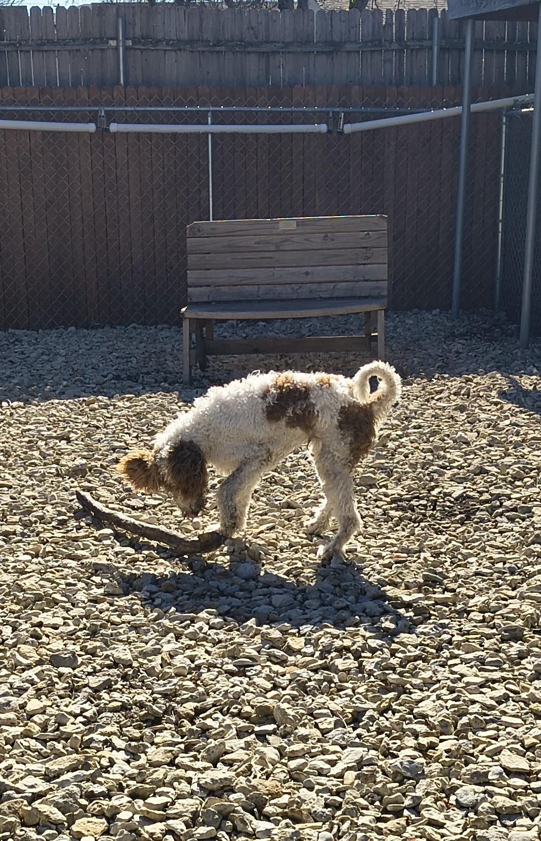Enlarge Blast, an adopted Standard Poodle in Plano, TX image 4/5