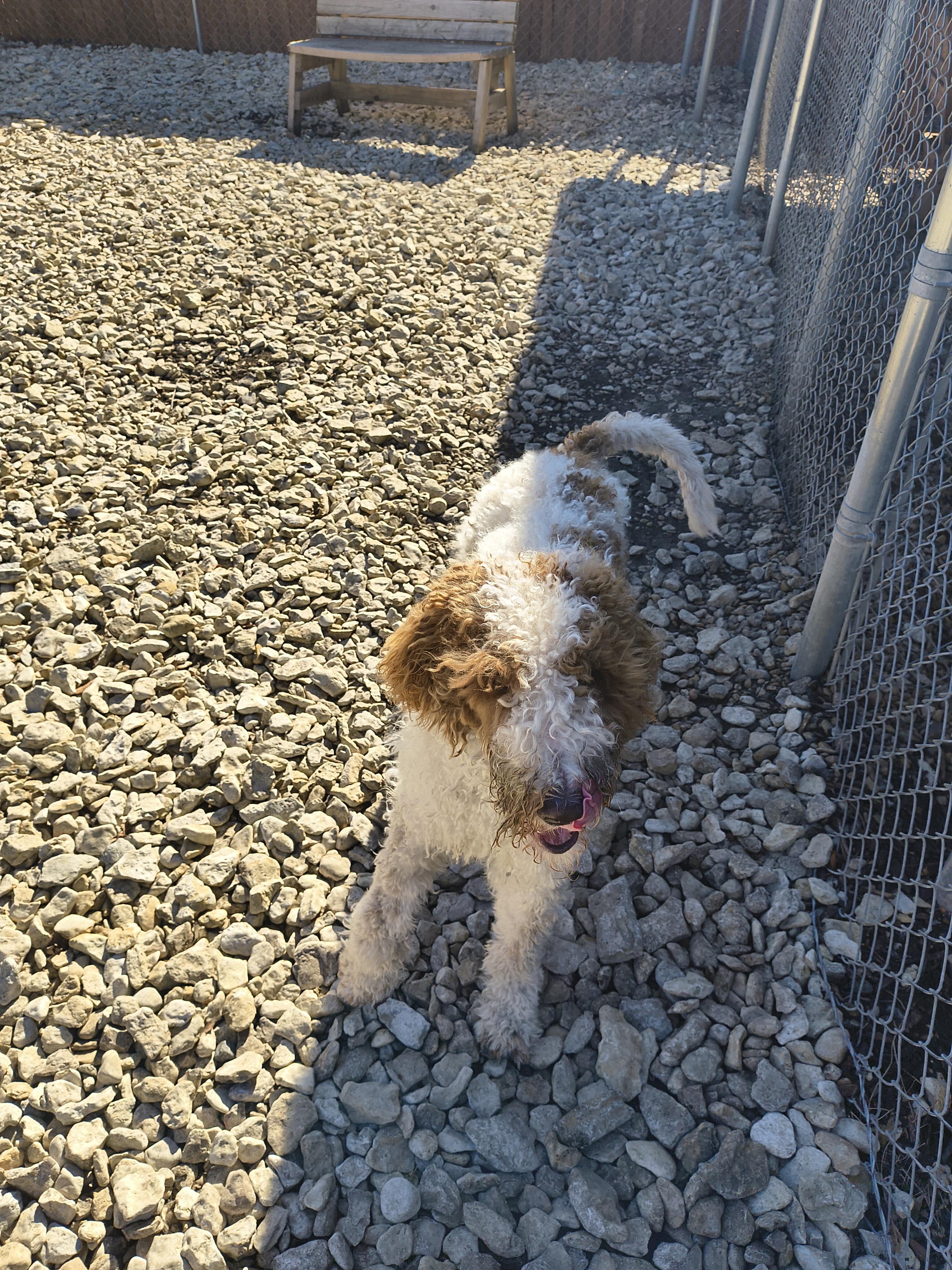 Enlarge Blast, an adopted Standard Poodle in Plano, TX image 2/5