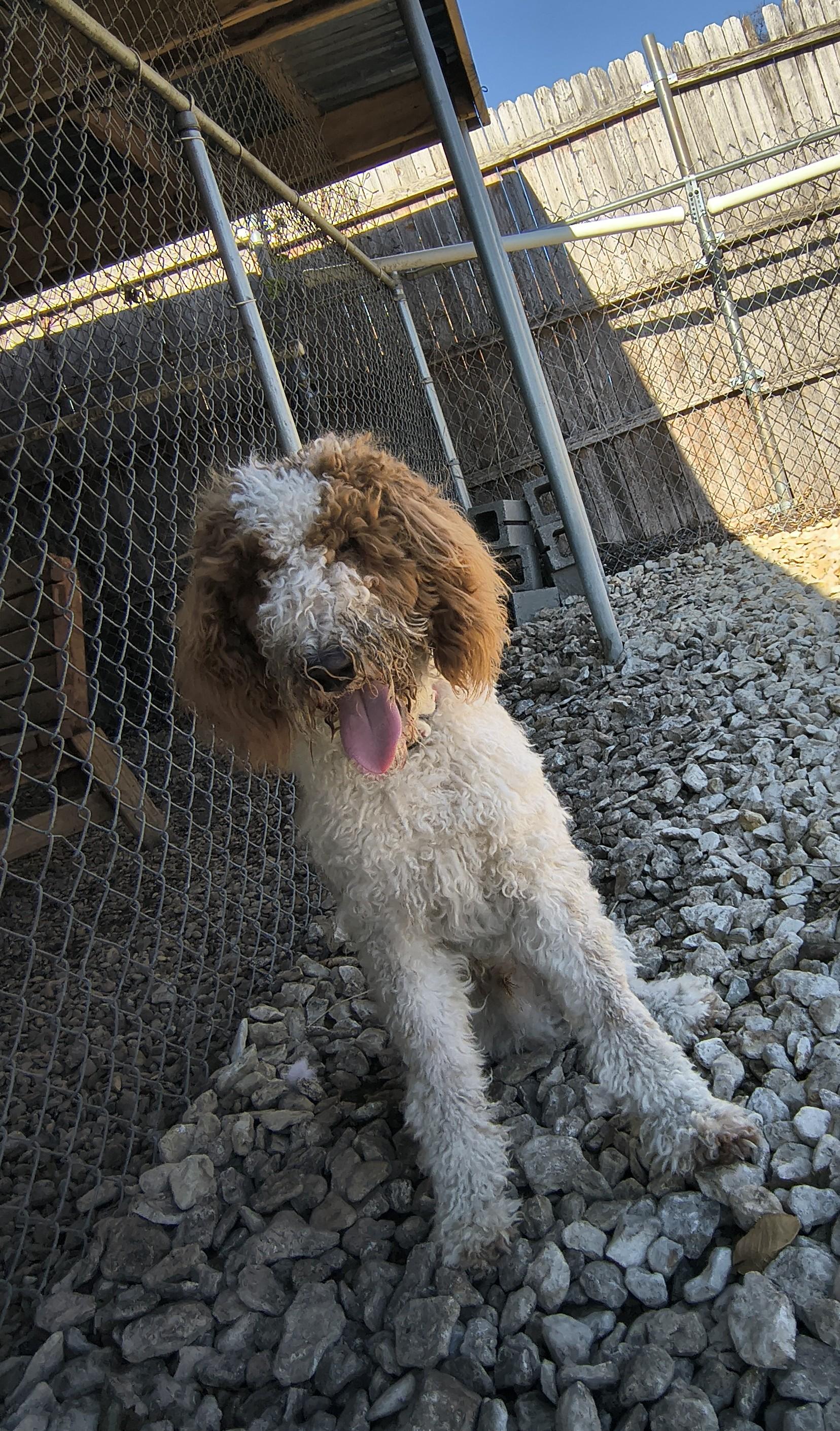 Enlarge Blast, an adopted Standard Poodle in Plano, TX image 1/5