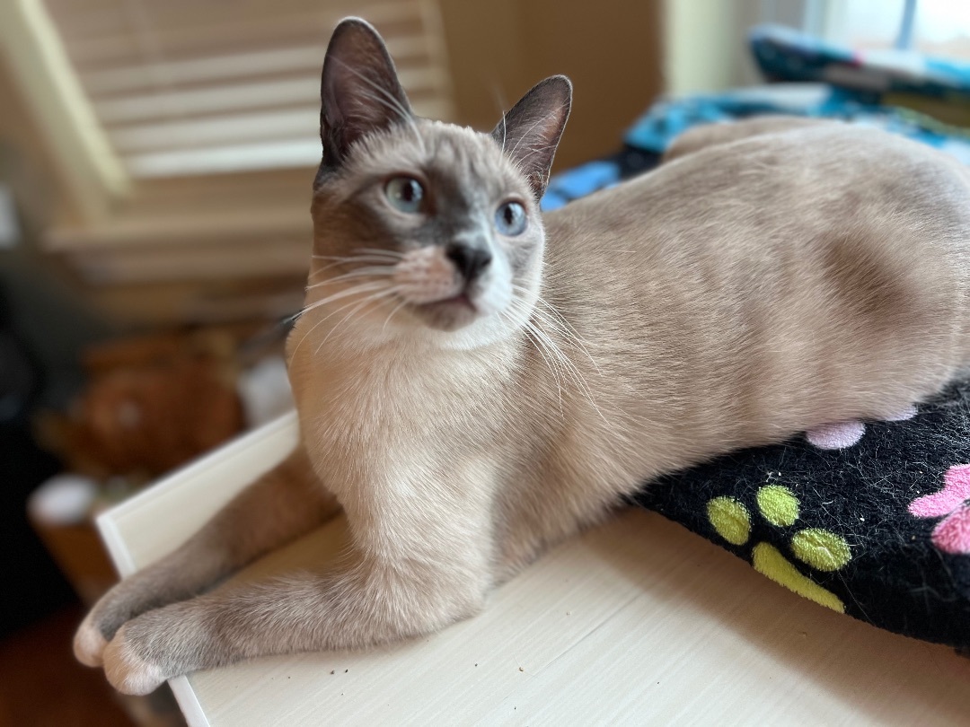 Pete, Adopted, Young Male Siamese & Domestic Short Hair.