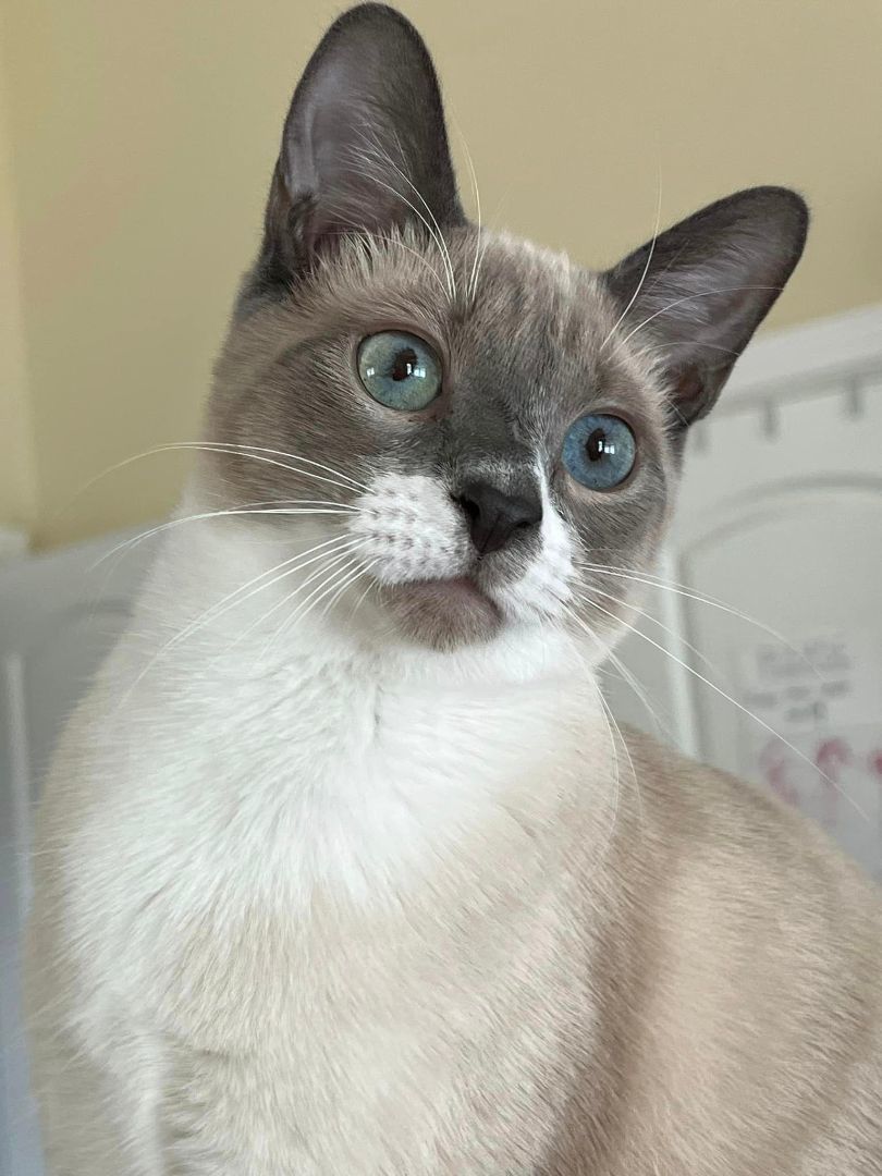Enlarge Pete, a Adopted mixed breed in Rock Spring, GA image 4/5