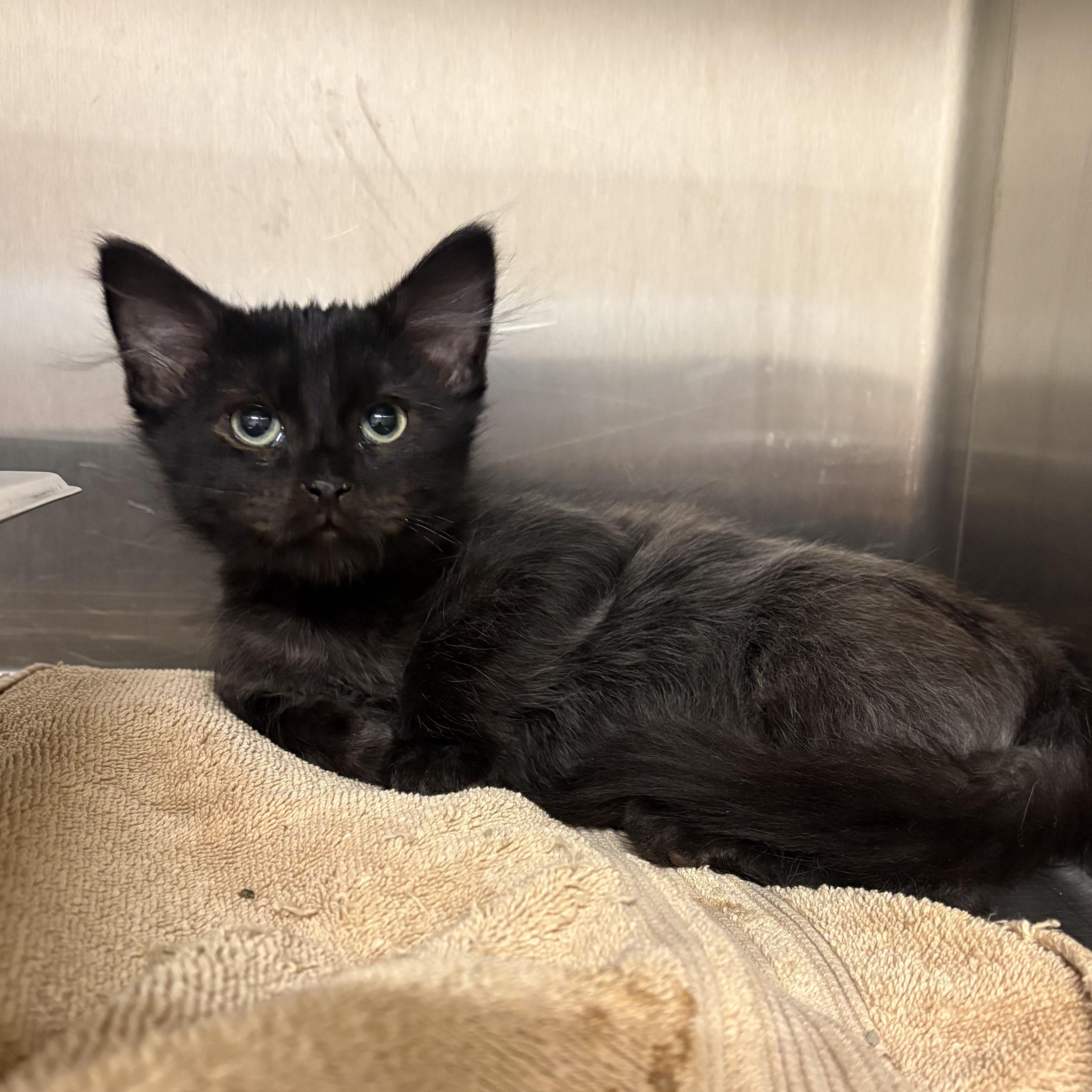 Wonka, adopted, Kitten Male Domestic Medium Hair.