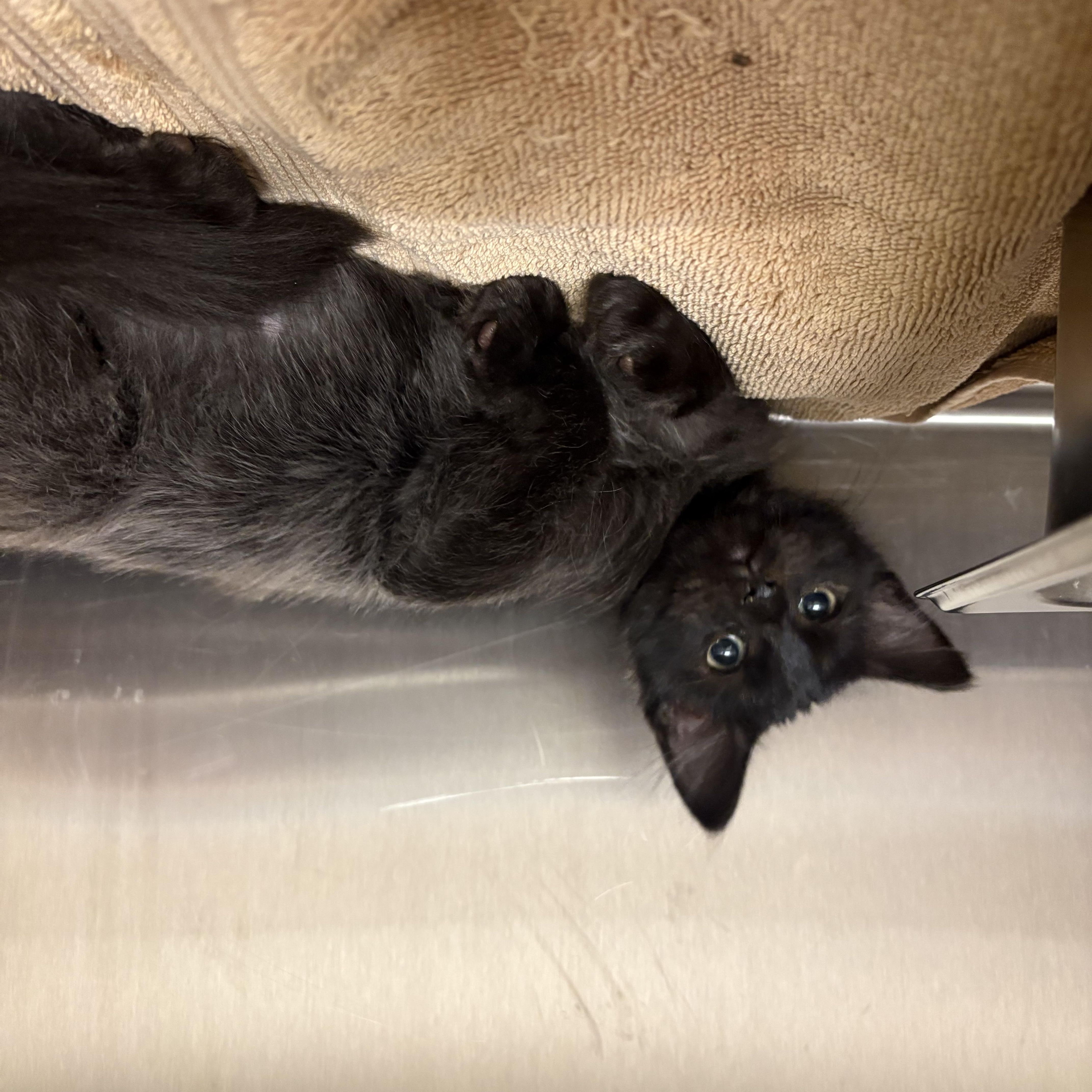 Wonka, an adopted Domestic Medium Hair in Saint Charles, MO image 2/2