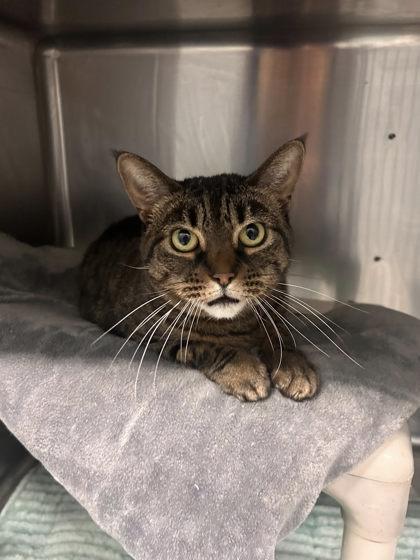 Zipporah, Adoptable, Senior Female Domestic Short Hair & Domestic Short Hair.