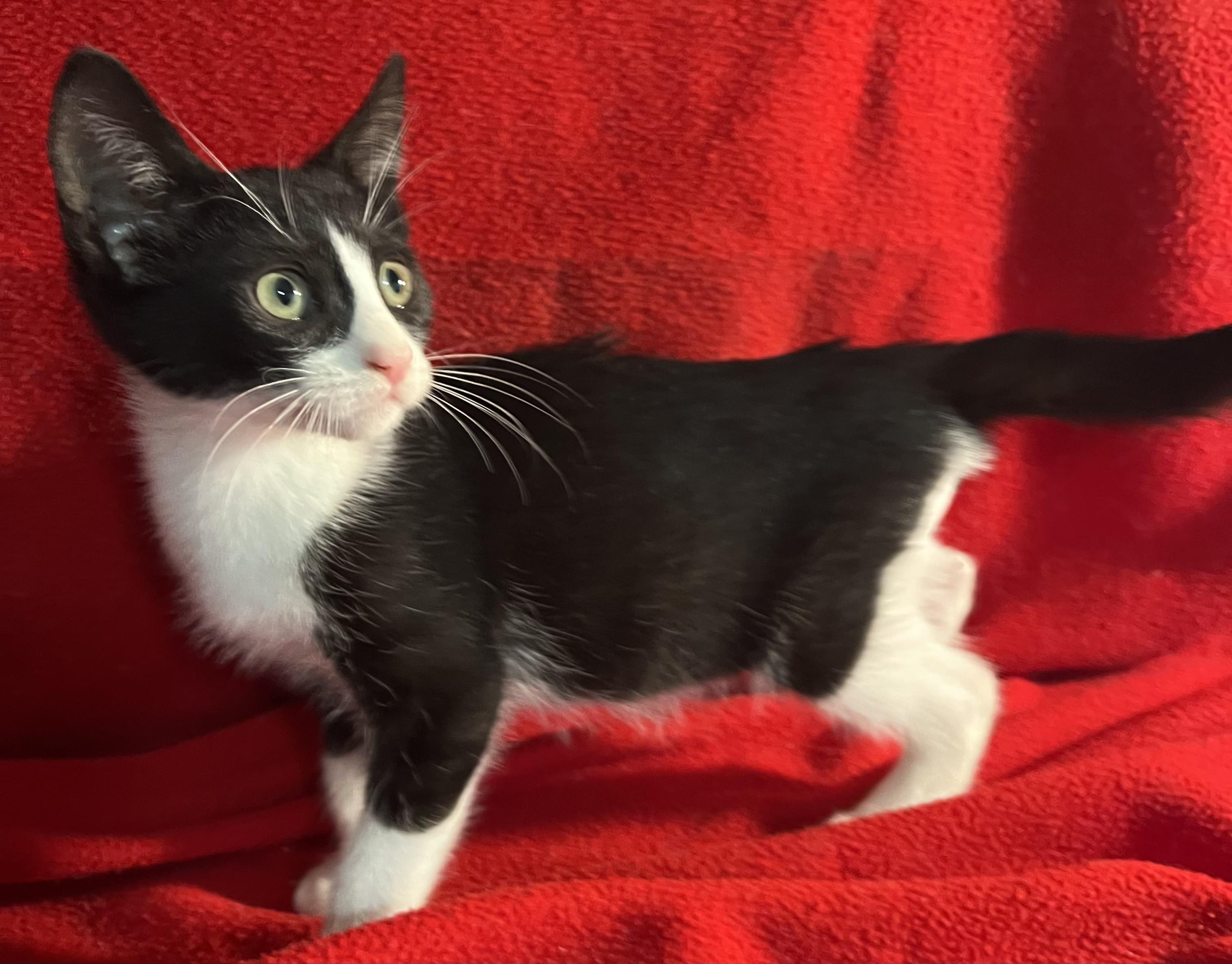 Barney-Portofino PetSmart