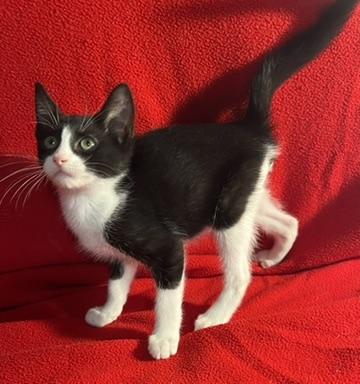 Barney-Portofino PetSmart