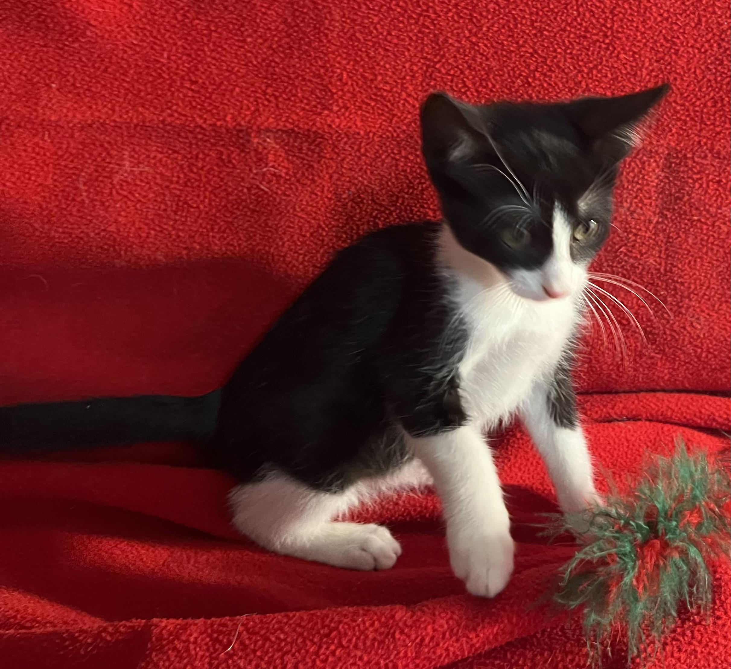 Barney-Portofino PetSmart
