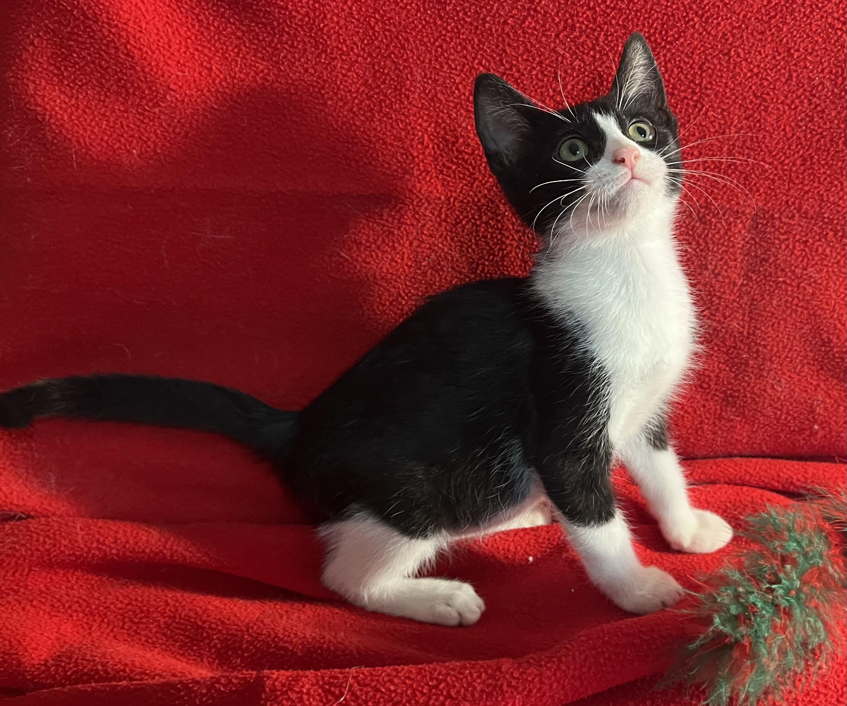 Barney-Portofino PetSmart